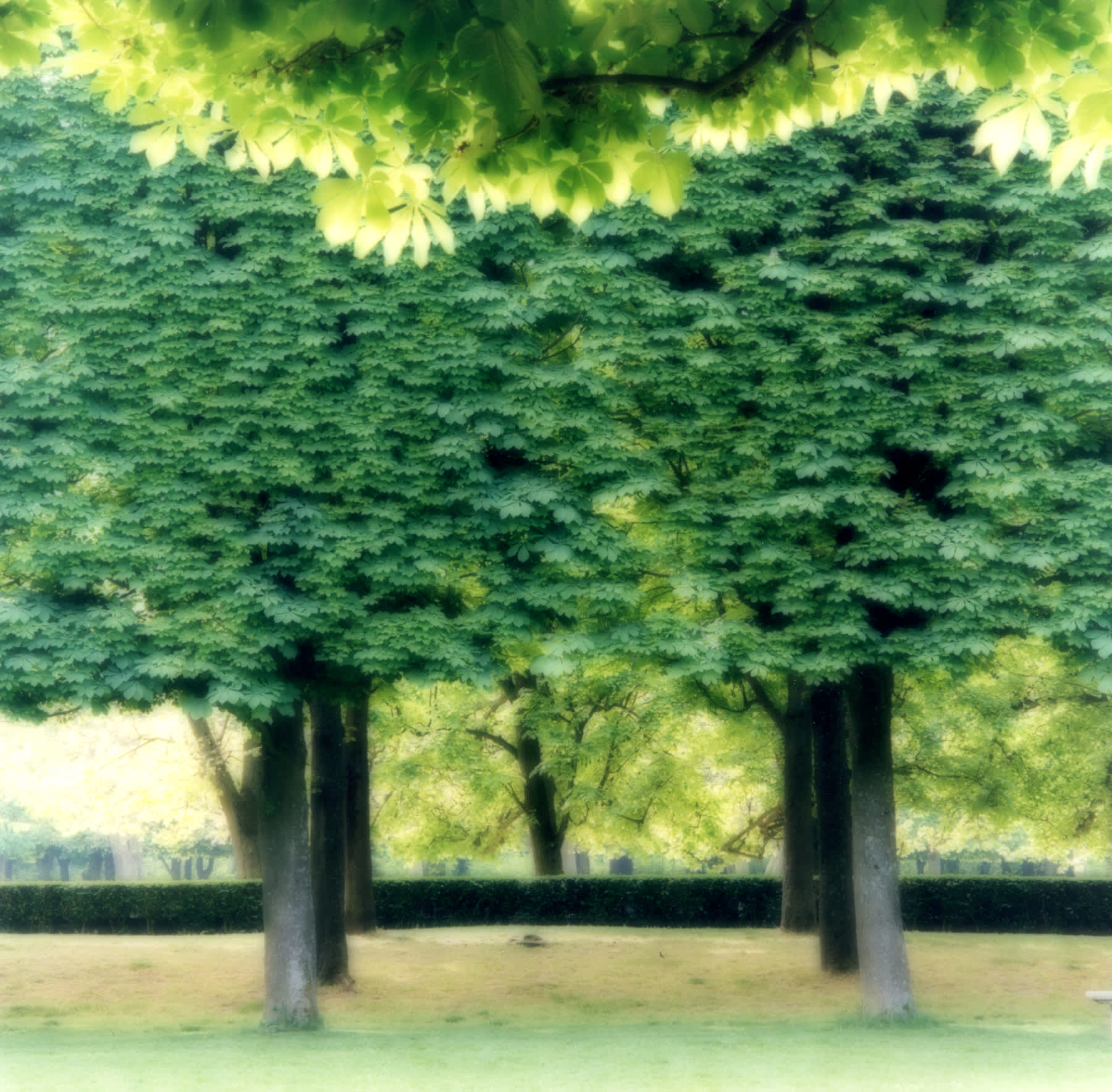 Parc de Sceaux, France, (4-07-19c-10)