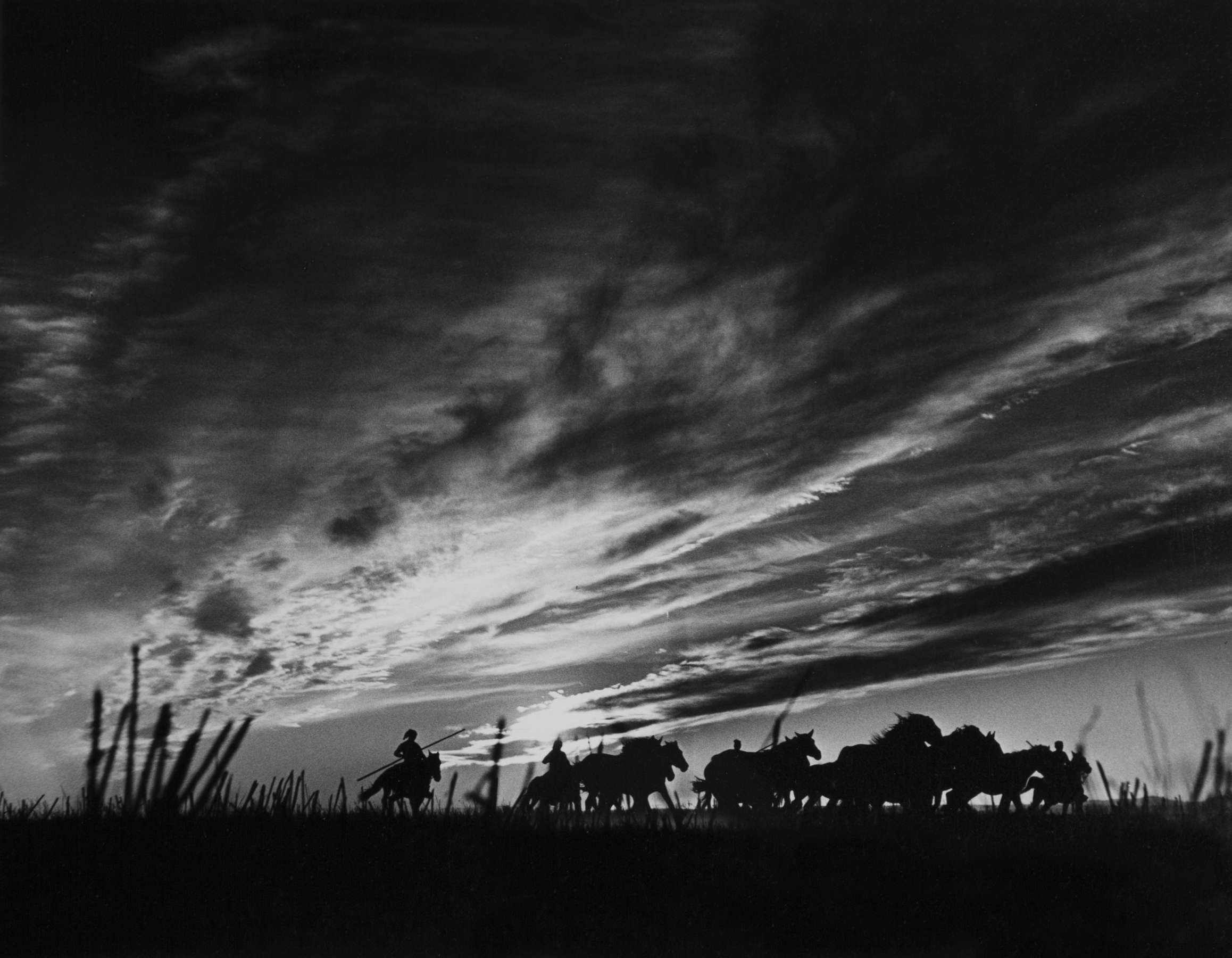 Gordon Parks Count Of Cabral S Wild Horses Estoril Portugal 1951 Artwork 28346 Jackson Fine Art