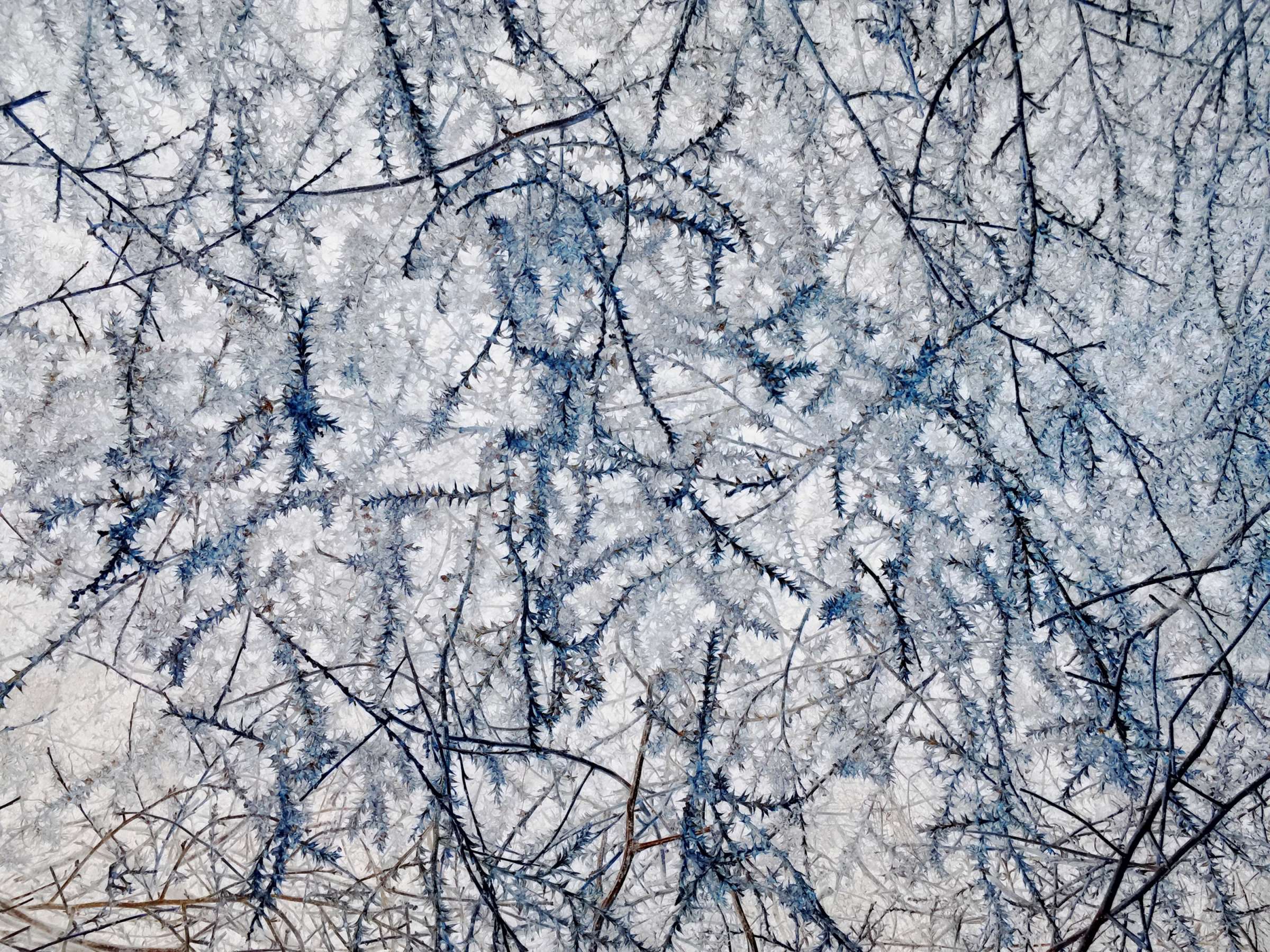 Untitled #729700FC (Tree in snow, Yosemite)