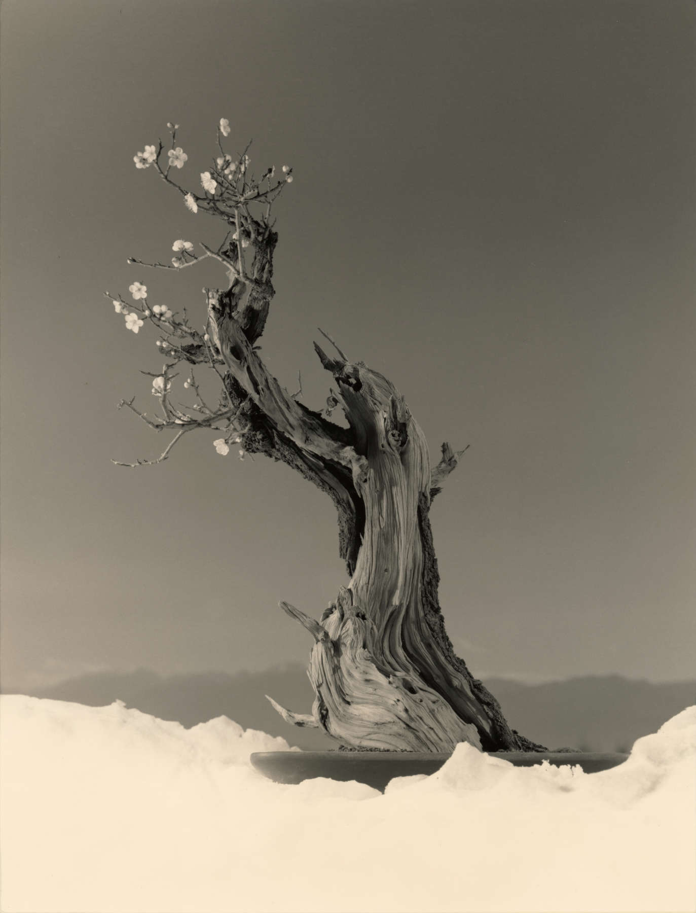 Bonsai #4023