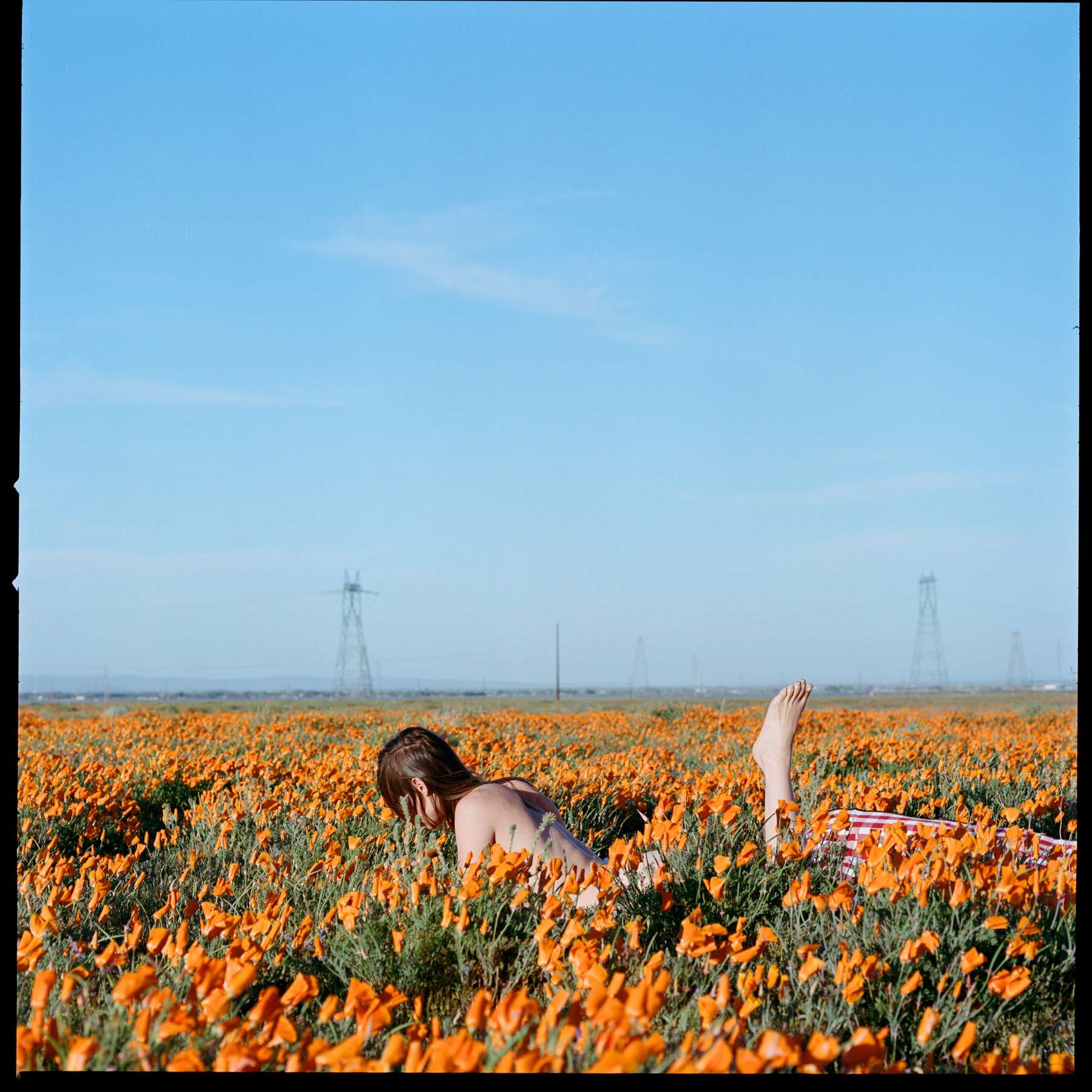 Poppy Bloom