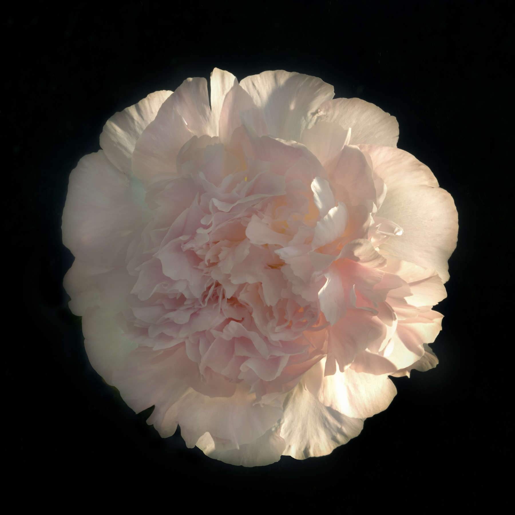 Peony 38