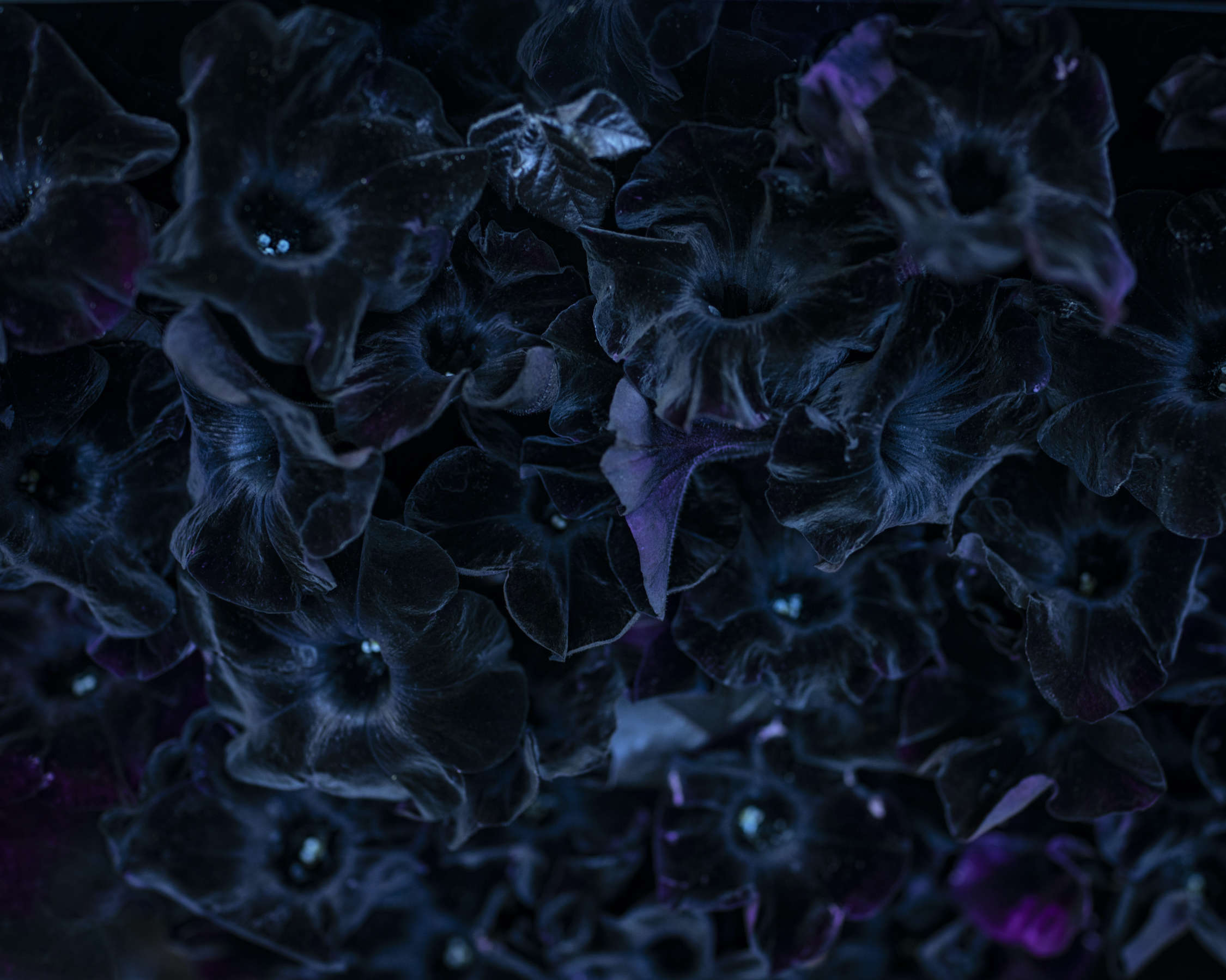 Cig Harvey, Black Petunia