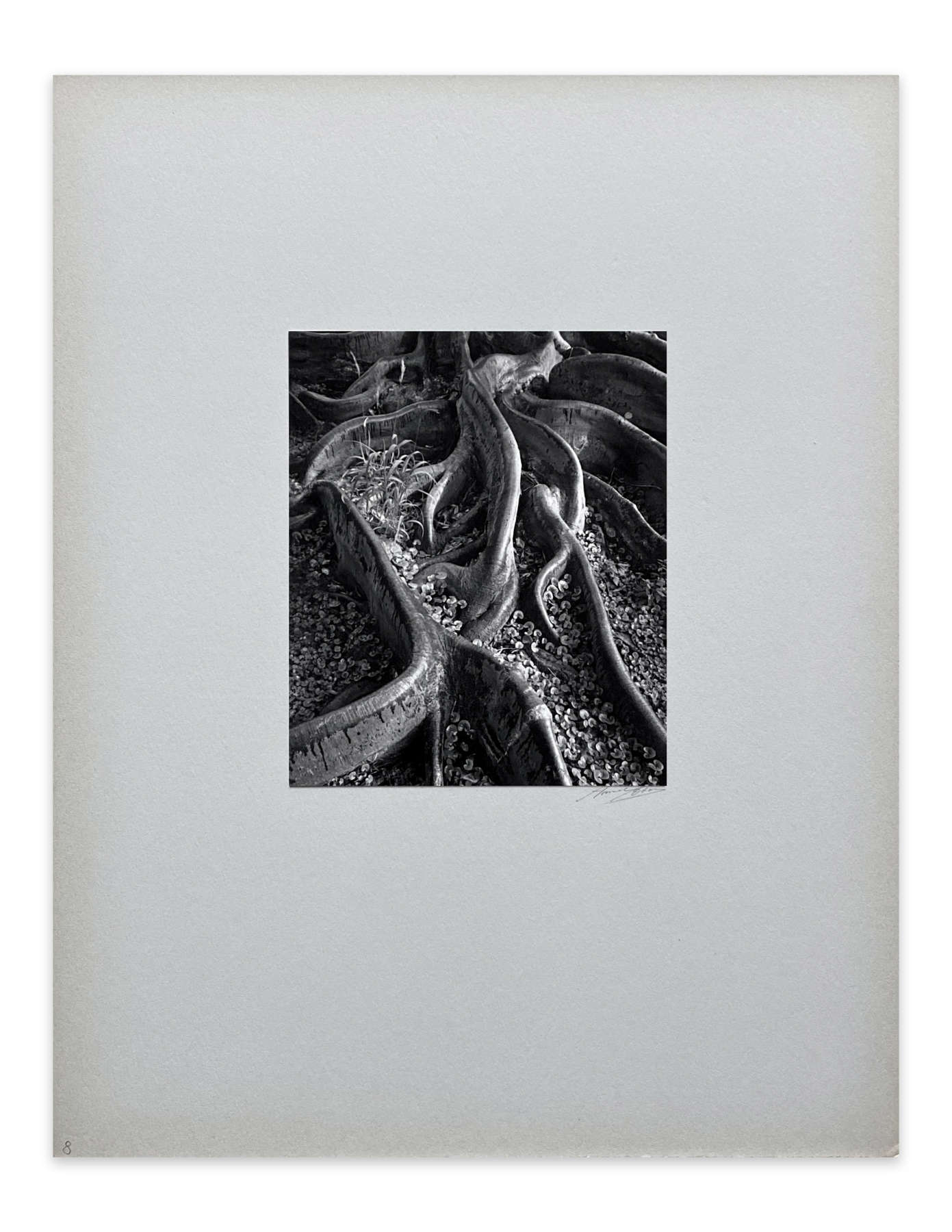 Roots, Foster Gardens, Honolulu, T. H., From Portfolio One: Twelve Photographic prints by Ansel Adams