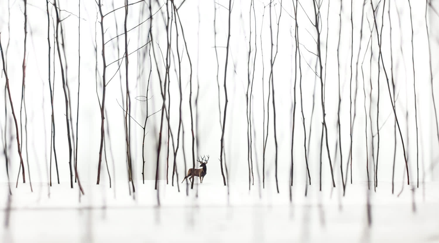 Stag in the Woods