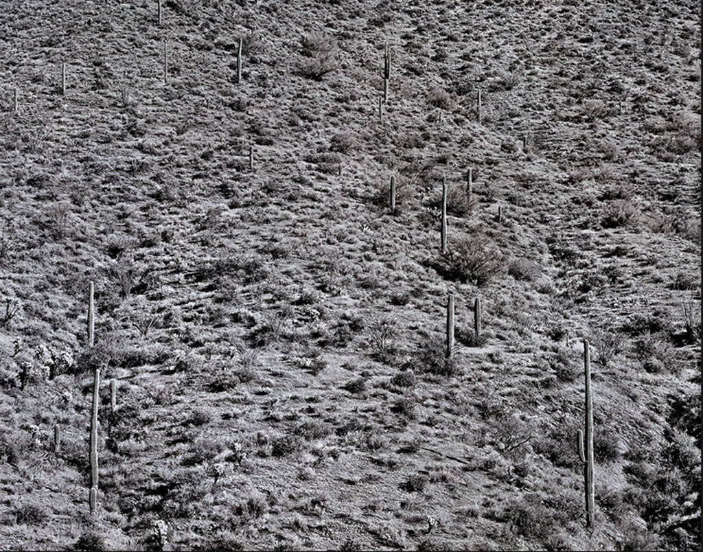Frederick Sommer Arizona Landscape