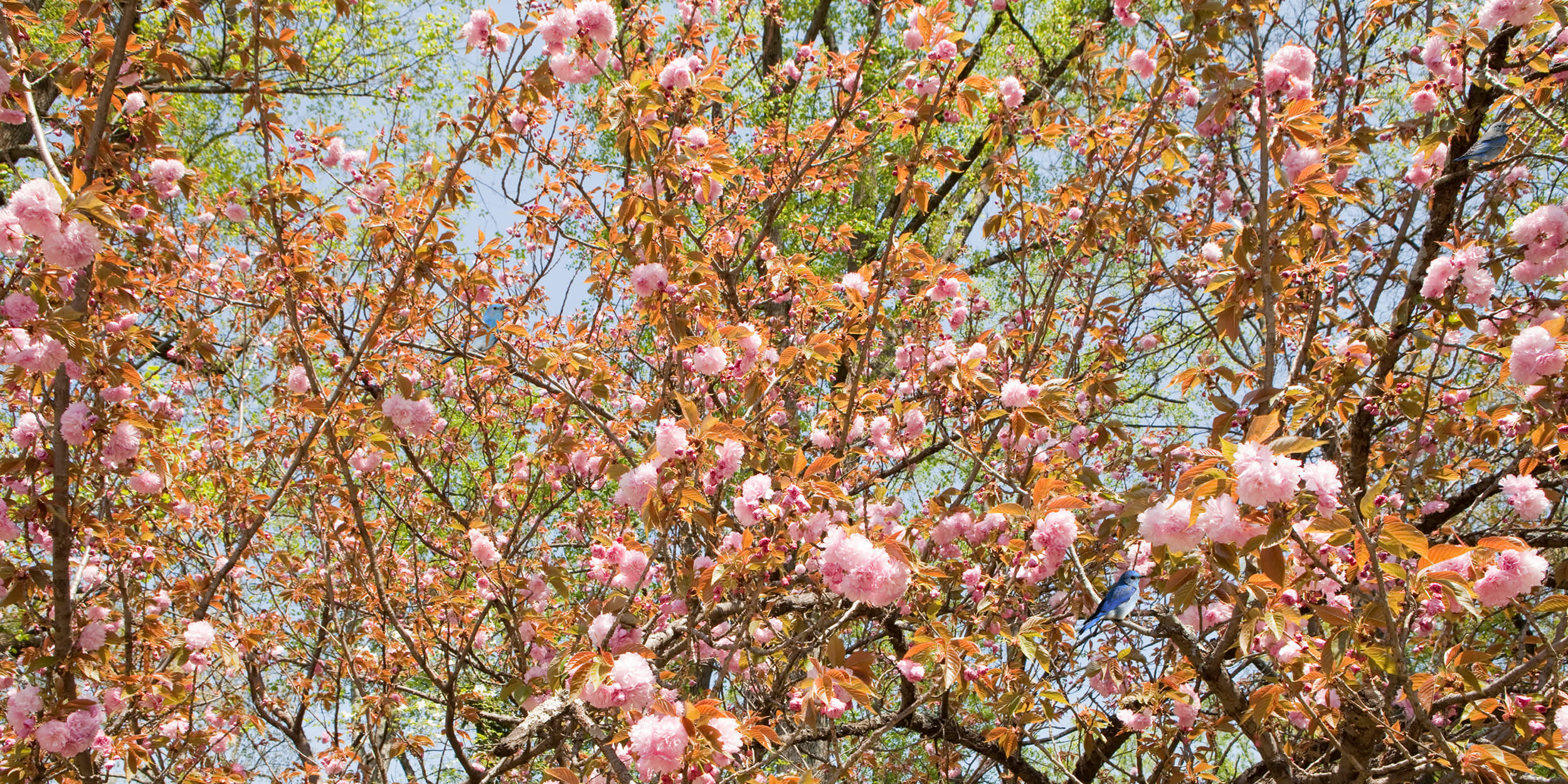 Untitled, Sovereign Tree (bluebird branches
