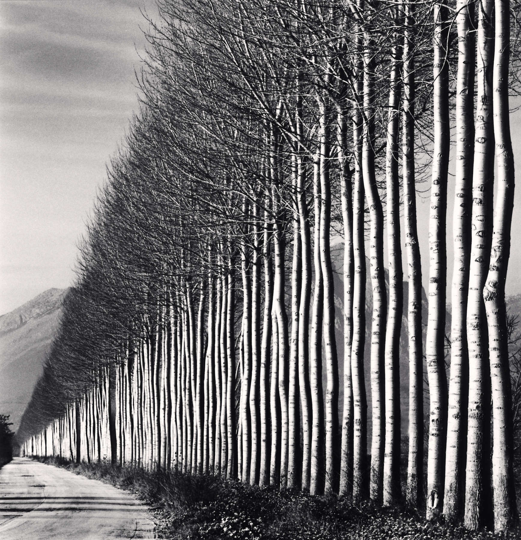 Michael Kenna, Poplar Trees, Fucino, Abruzzo, Italy, 2016