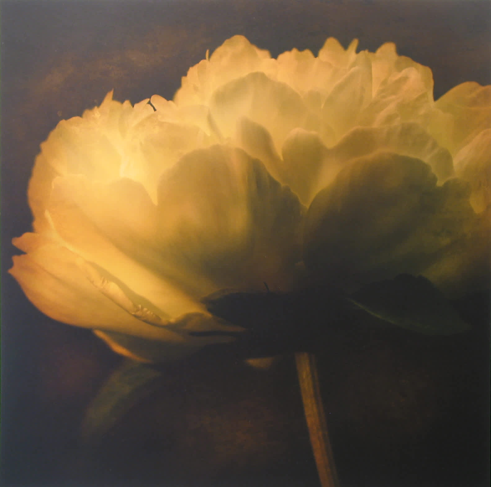 Peony 42