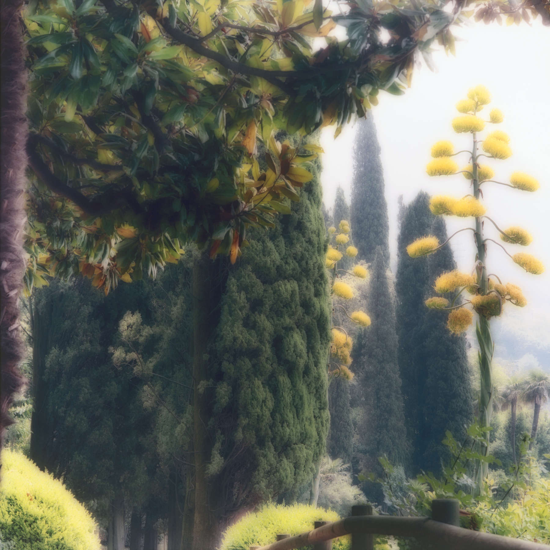 Villa Monastero, Lake Como, Italy (7-05-20c-10)