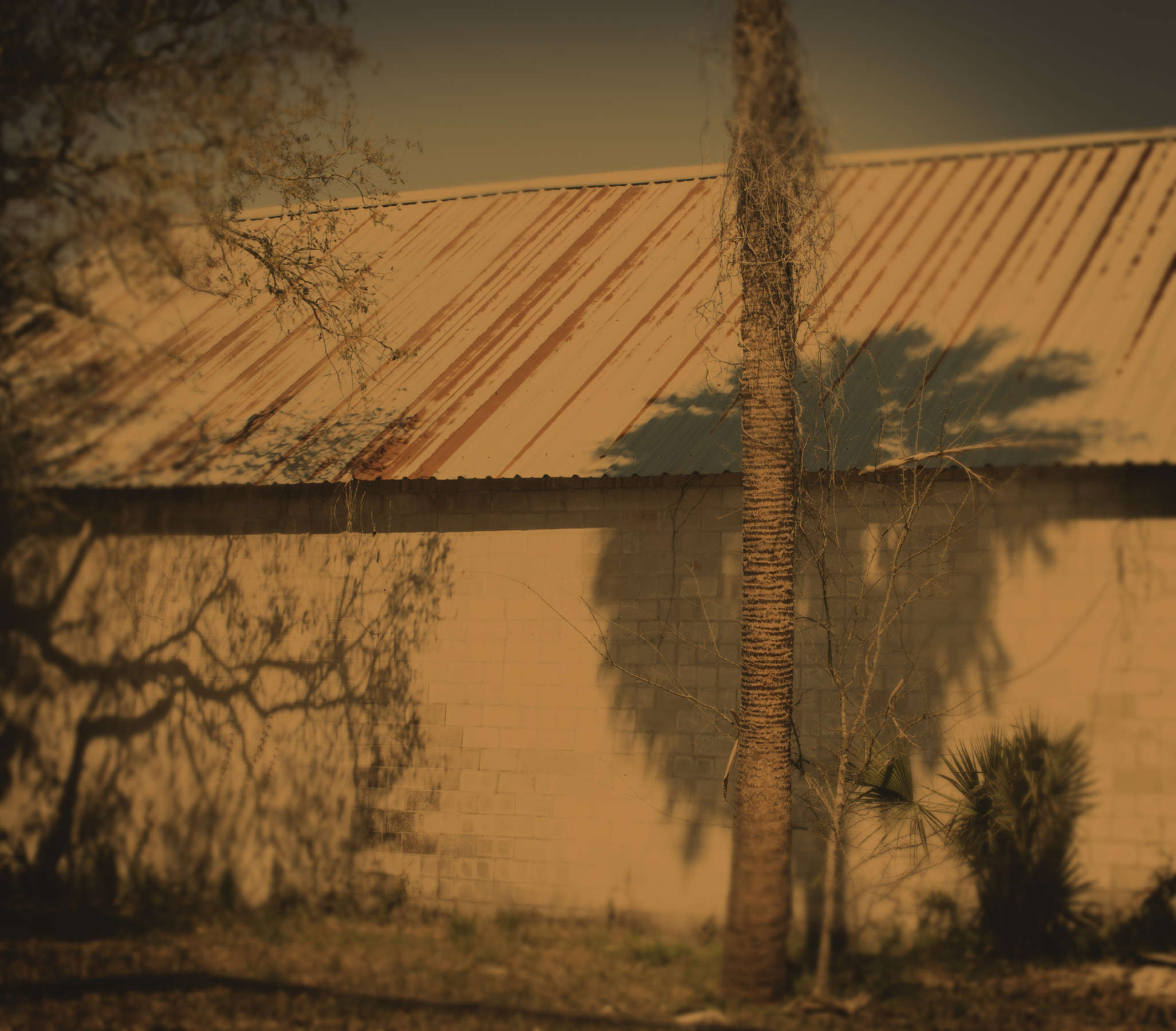 Palm Shadow