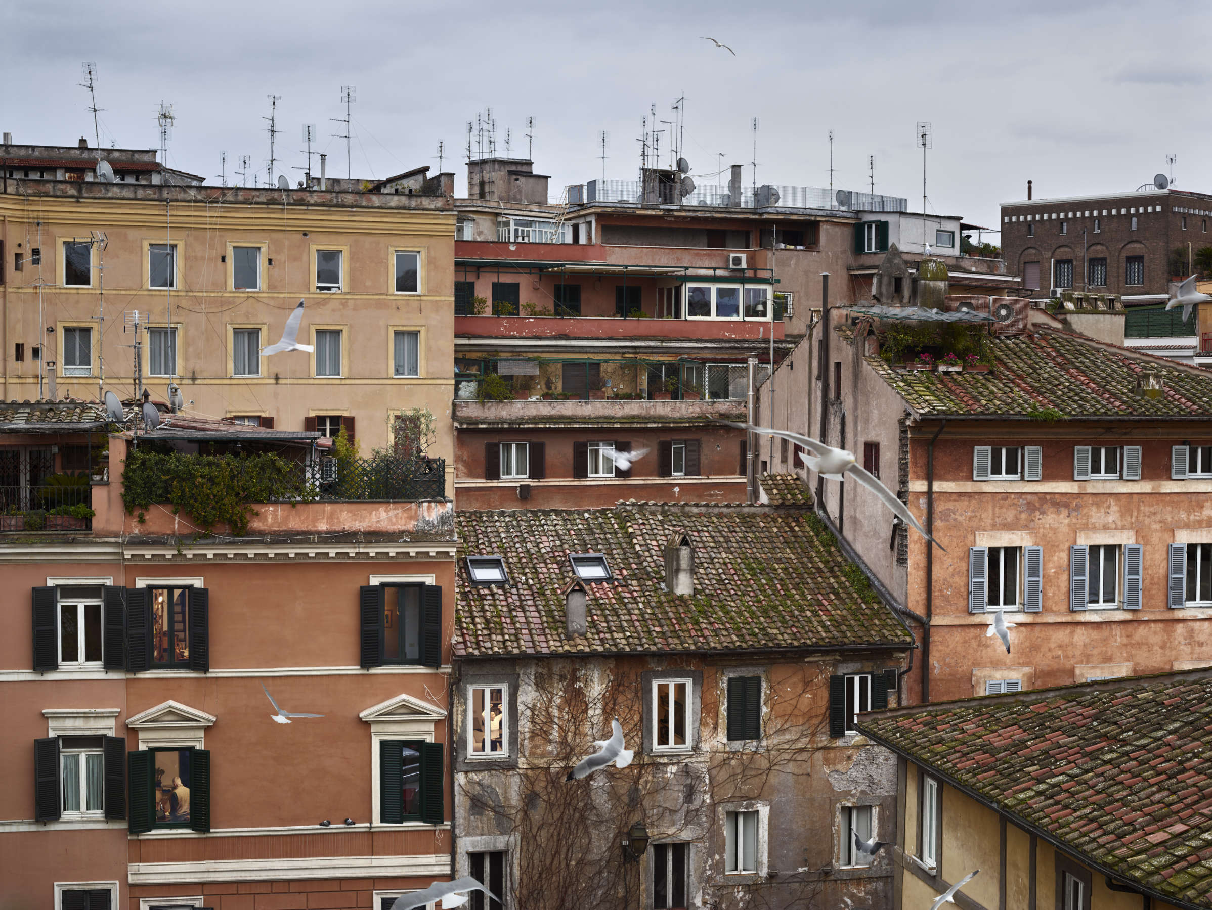 Birds, Piazza dei Ponziani, Rome, Italy