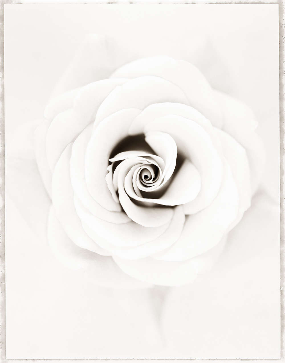 Rosa 'Aurora' (WOW053)