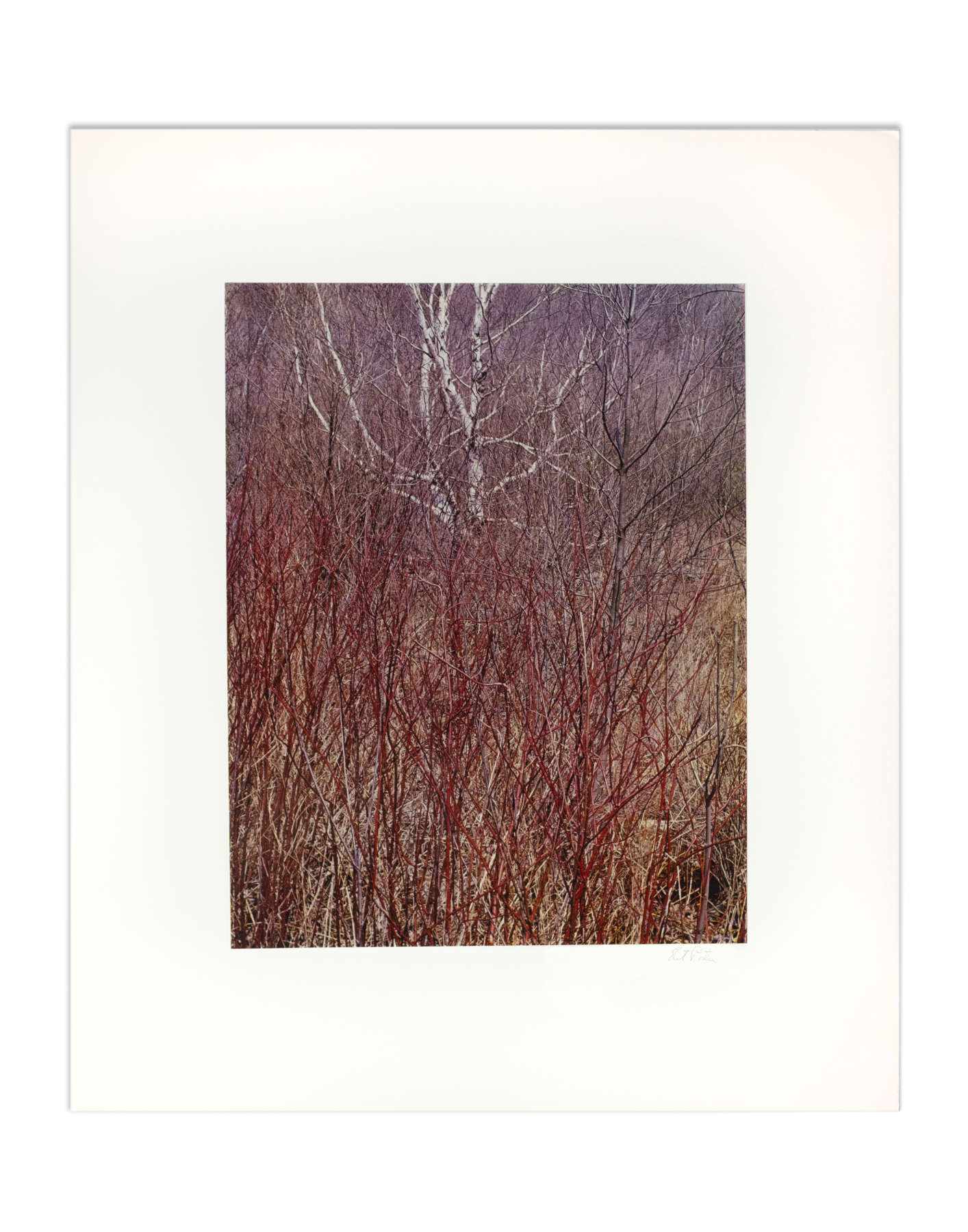 Red osier, Near Great Barrington, Massachusetts