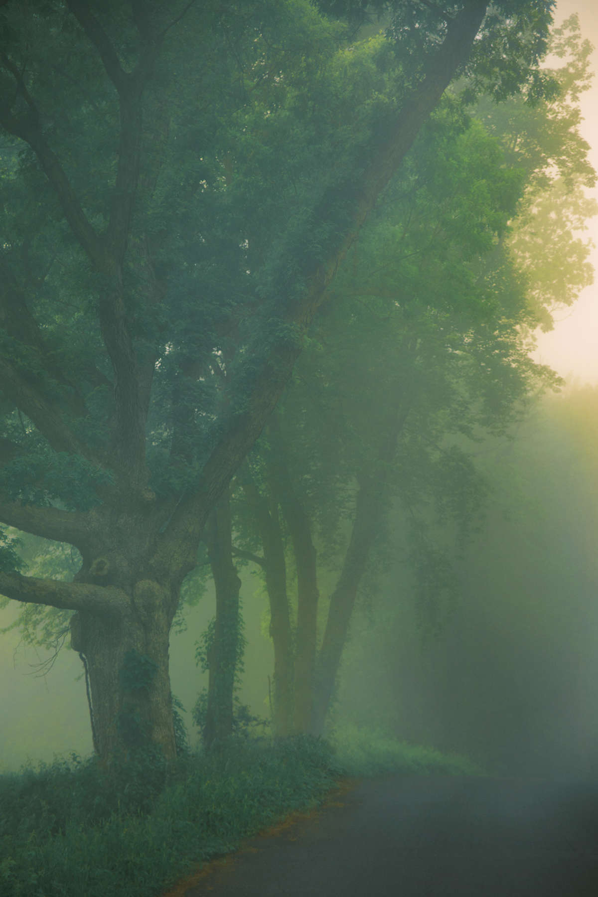 Untitled, The Garden