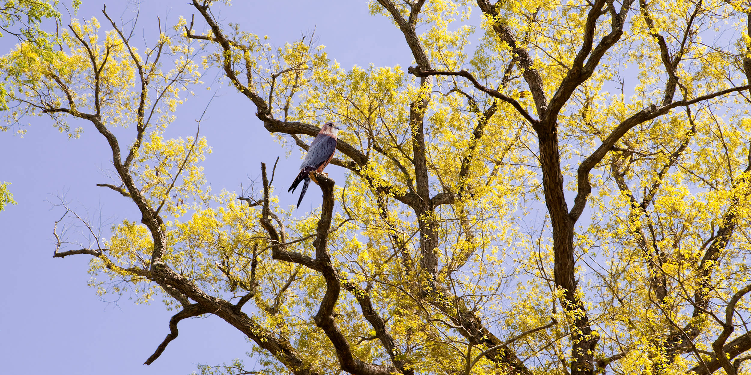 Untitled, Sovereign Tree (falcon in branches)