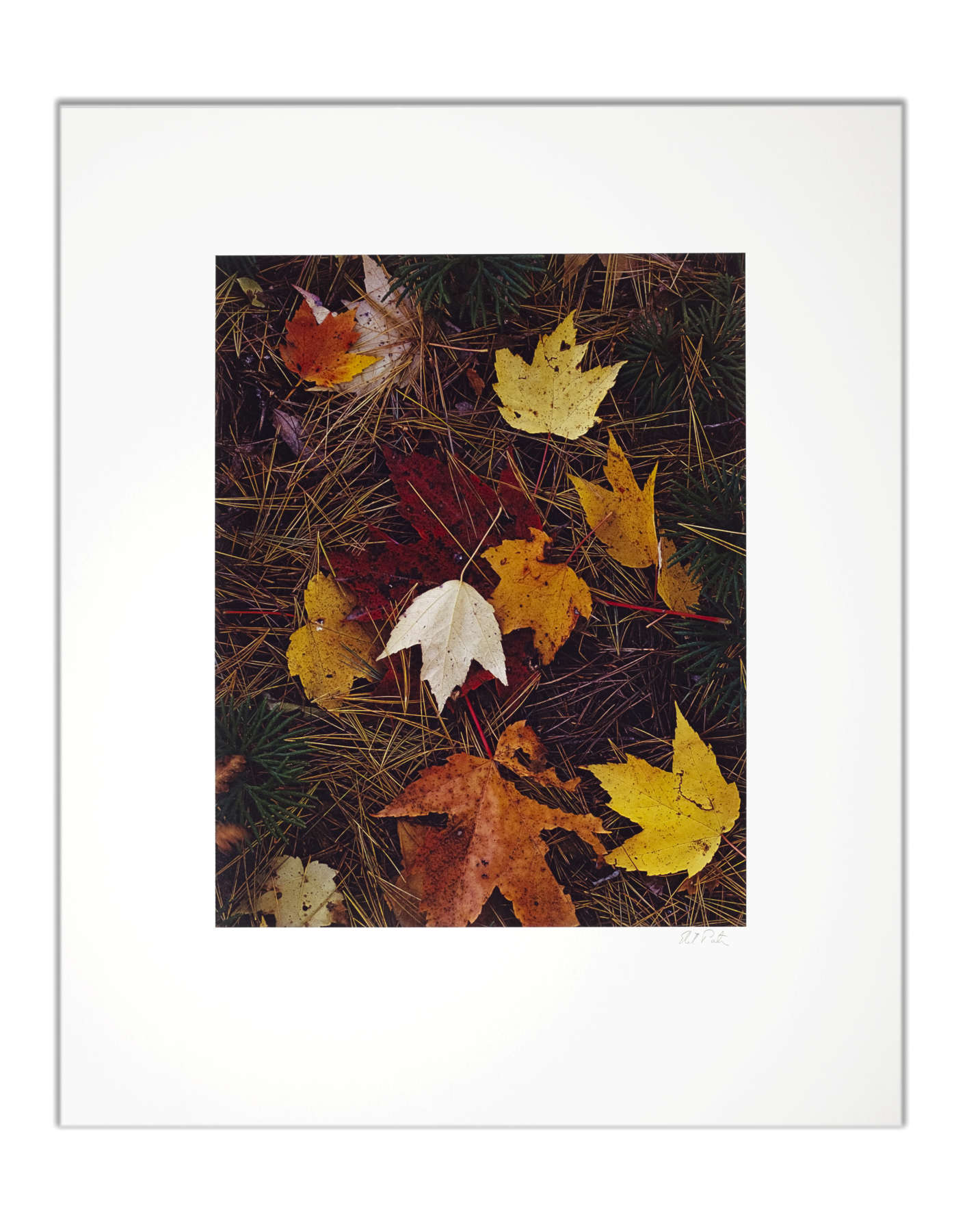Maple Leaves and Pine Needles, Tamworth, New Hampshire, October 3
