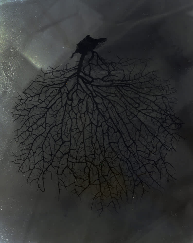 Untitled, Cerebral