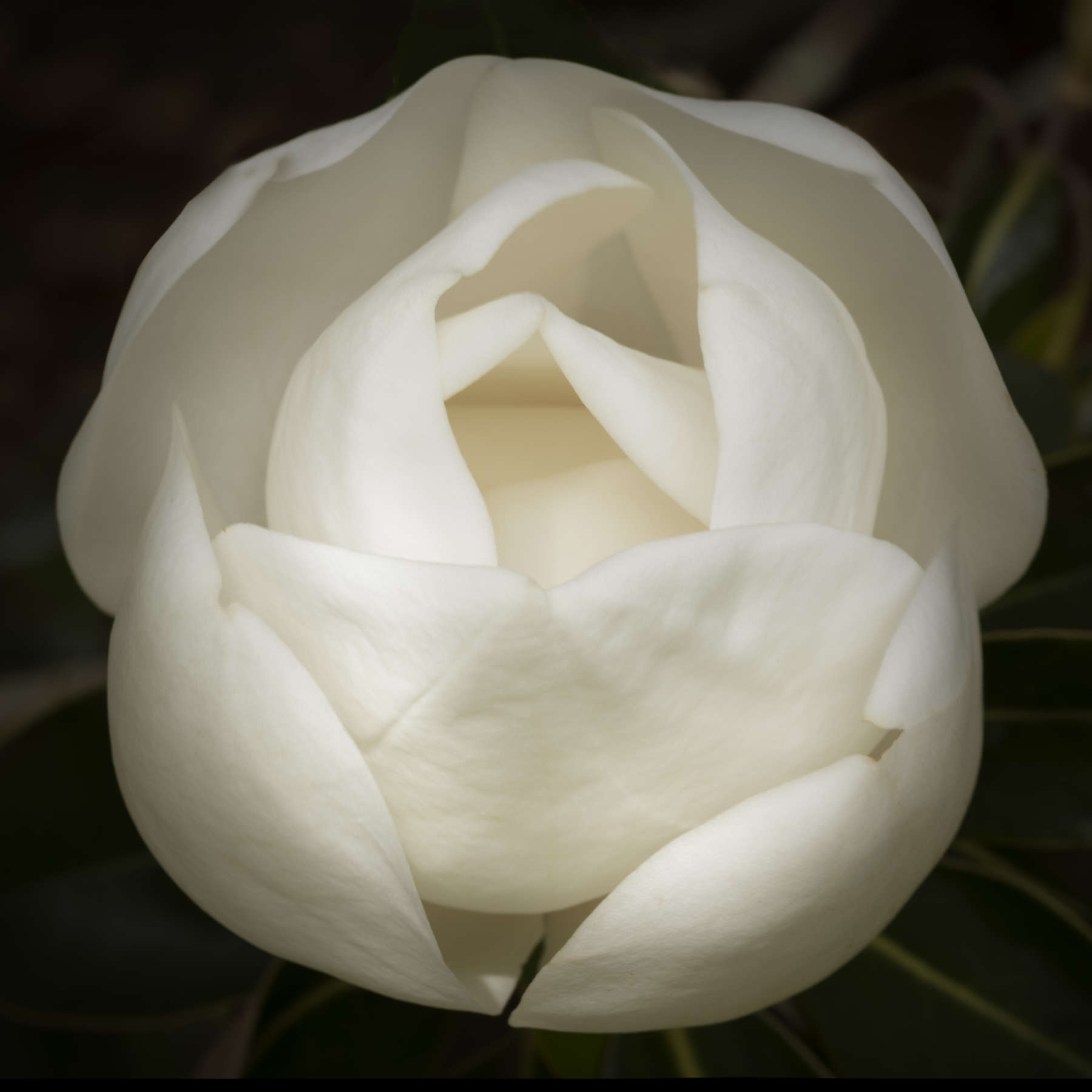 Magnolia 51
