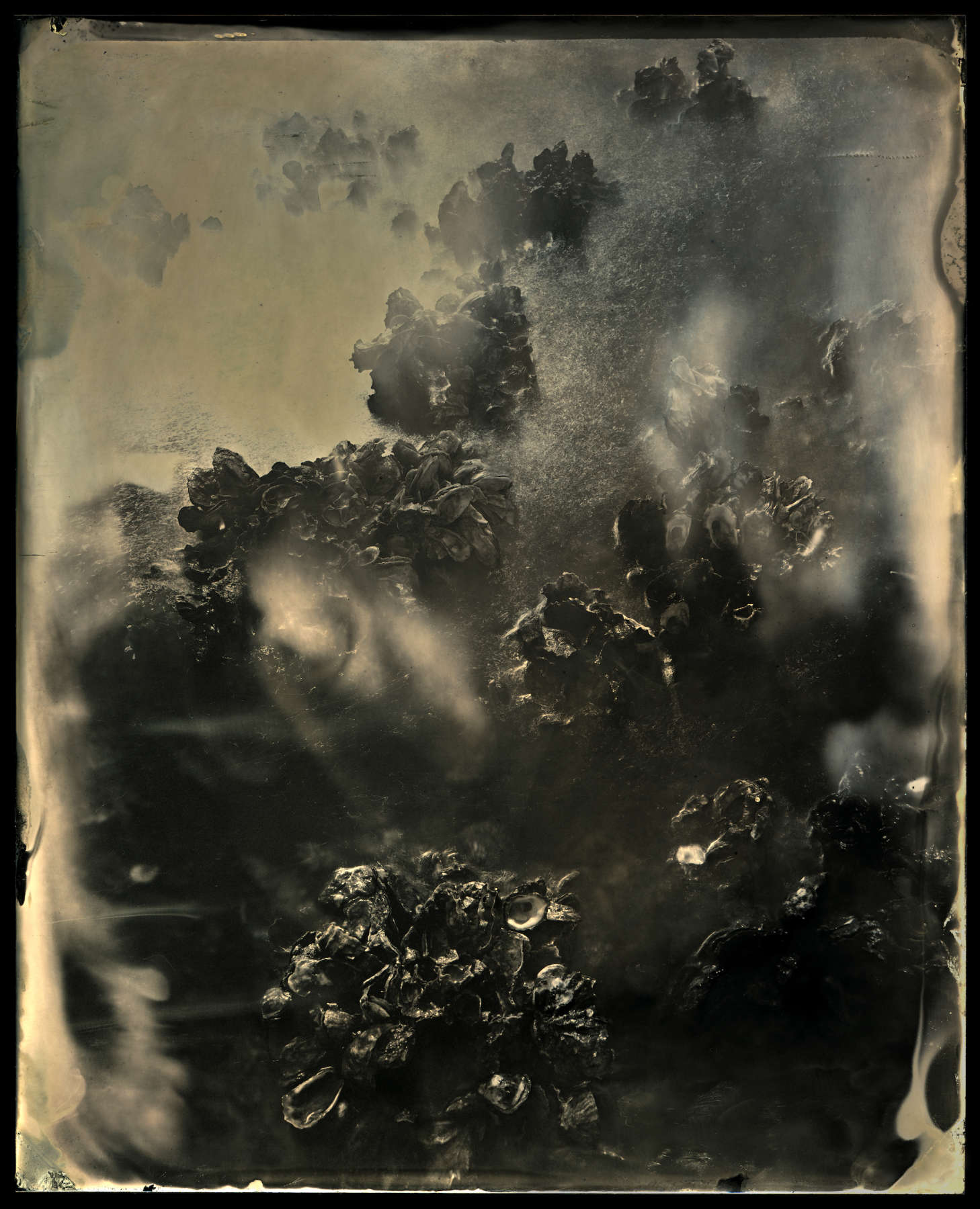 Barrier Island, Study 38