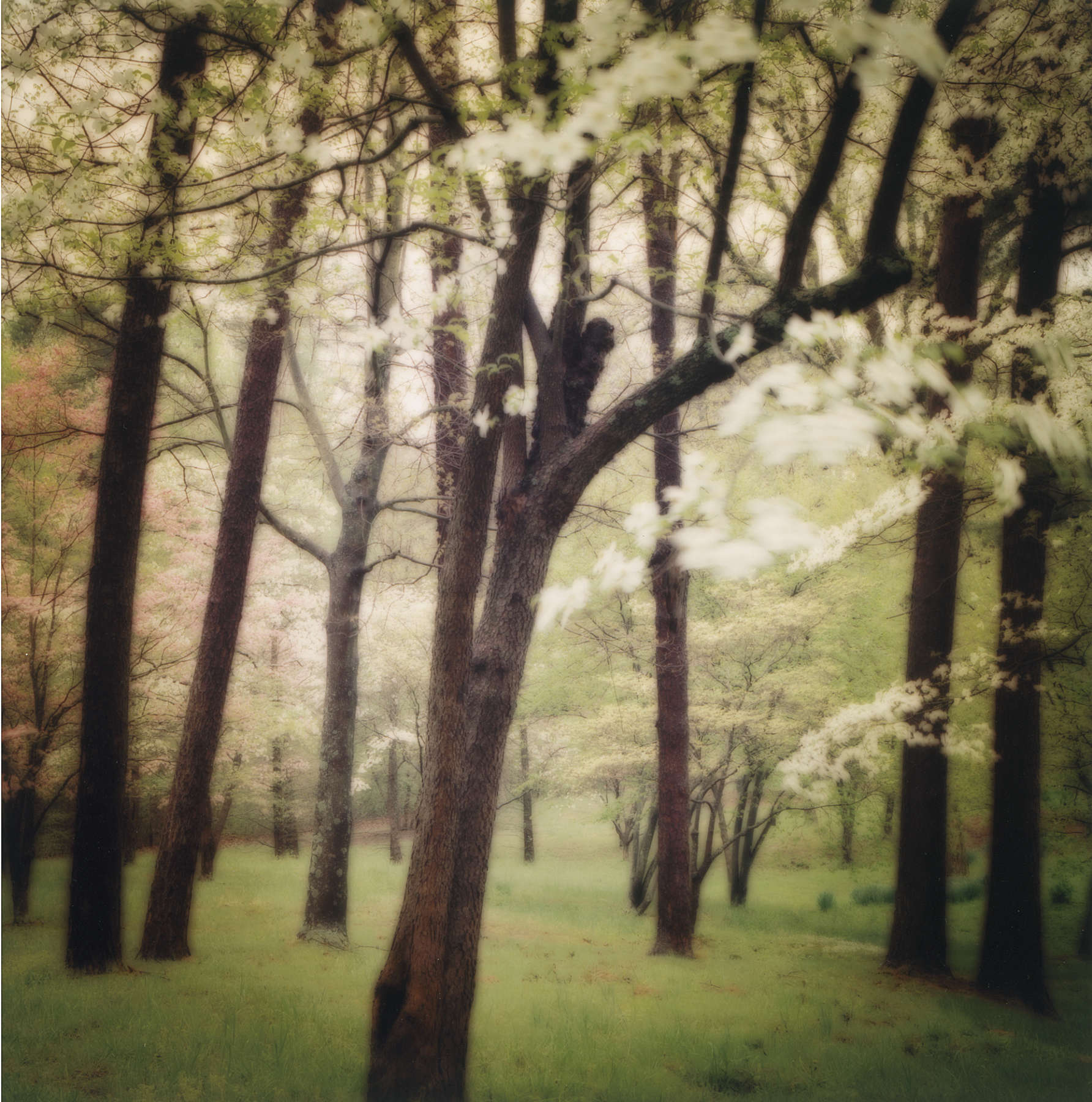 Bernheim Arboretem, KY, (4-03-6c-11)