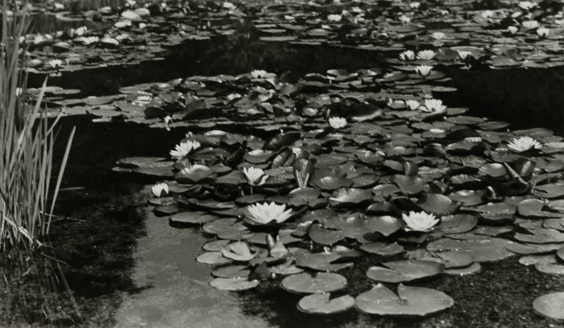 Unknown Title (water lilies)