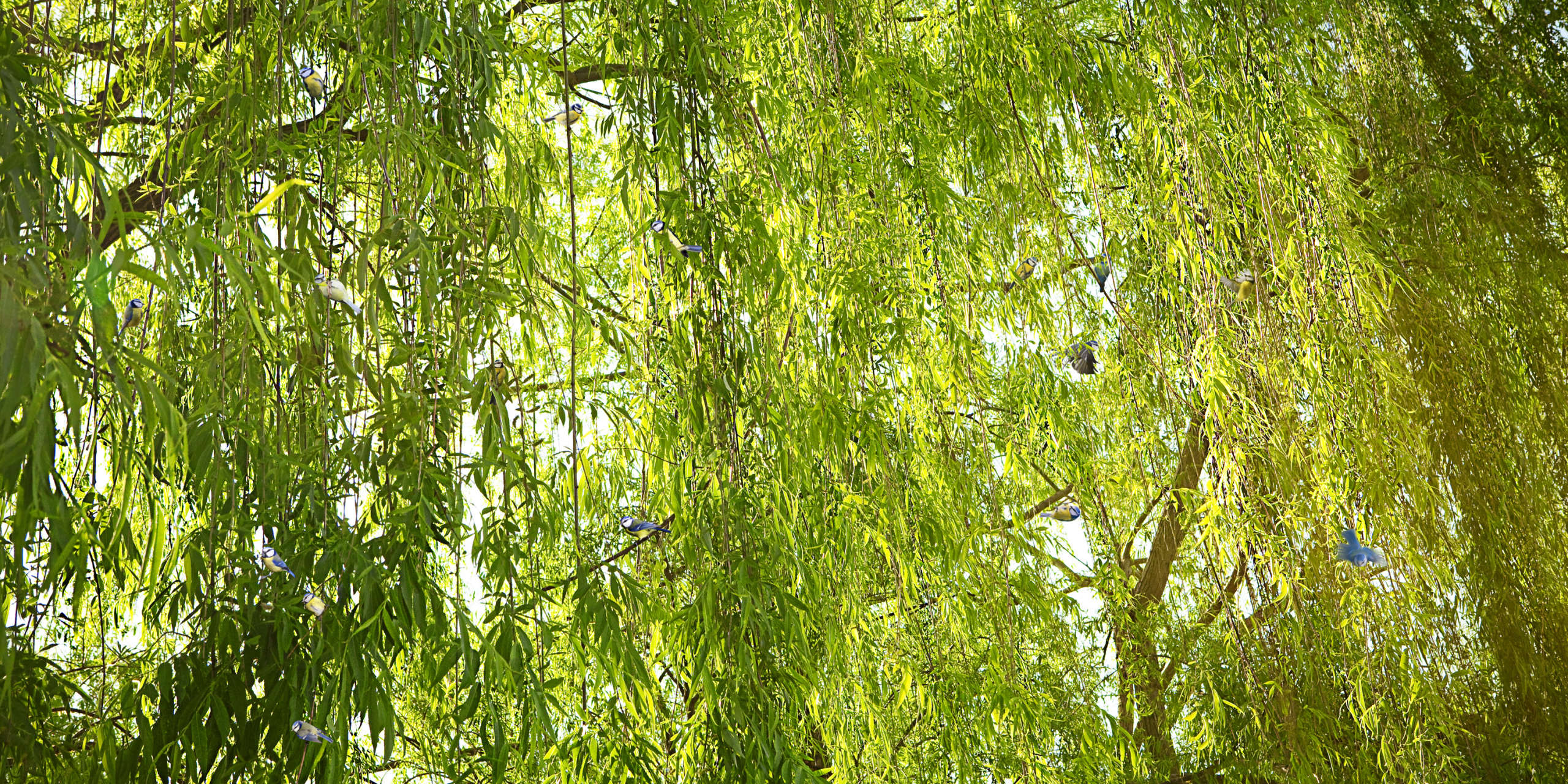 Untitled, Sovereign Tree (bluetits in willow branches)