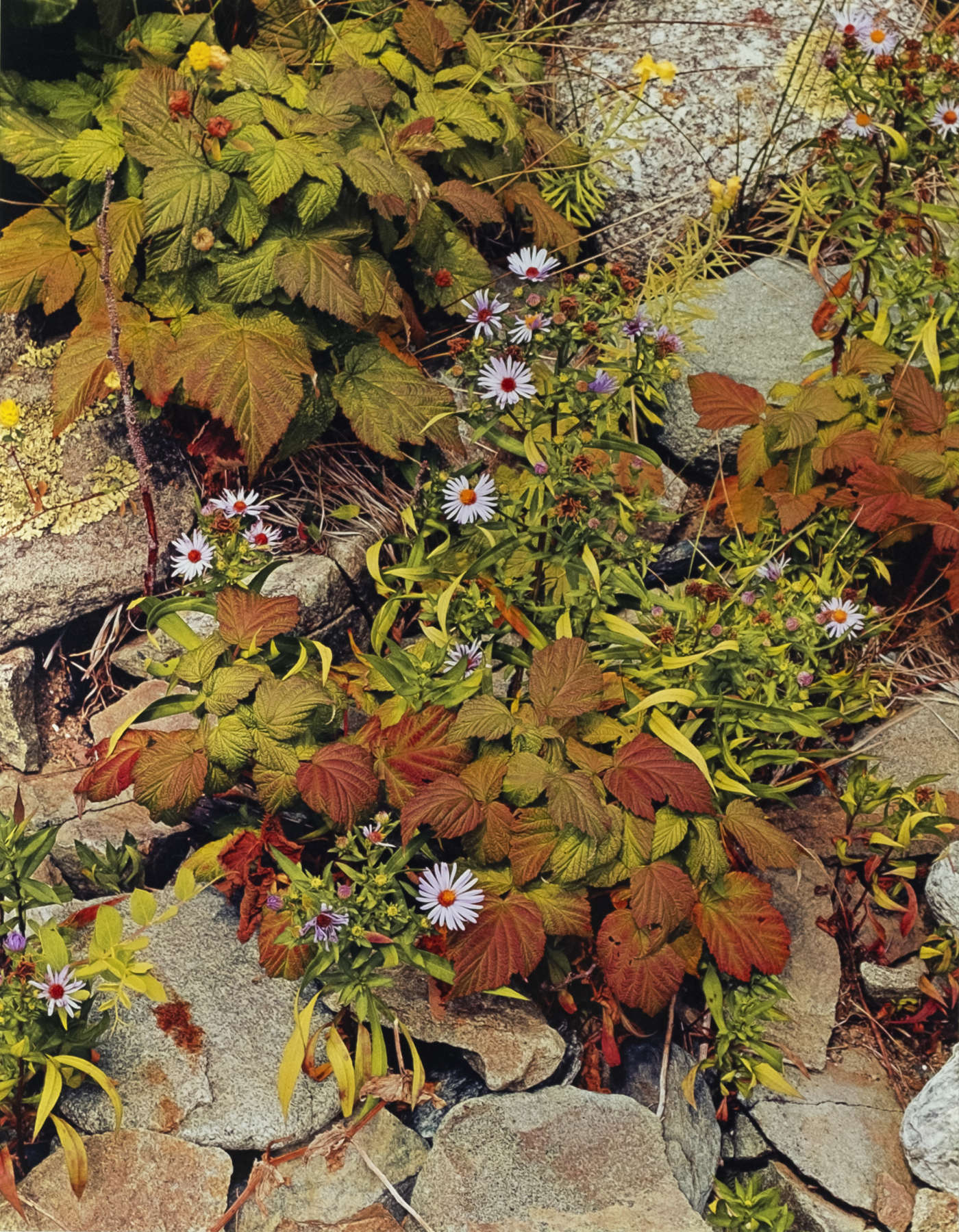 Bracken and Hawkweed, Michigan