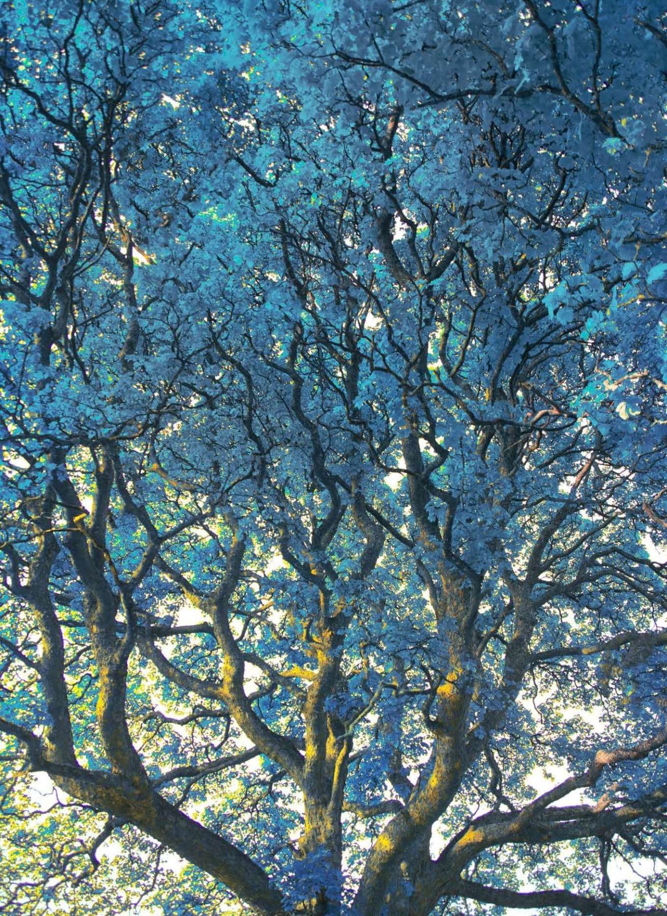 Untitled, The Tapestry