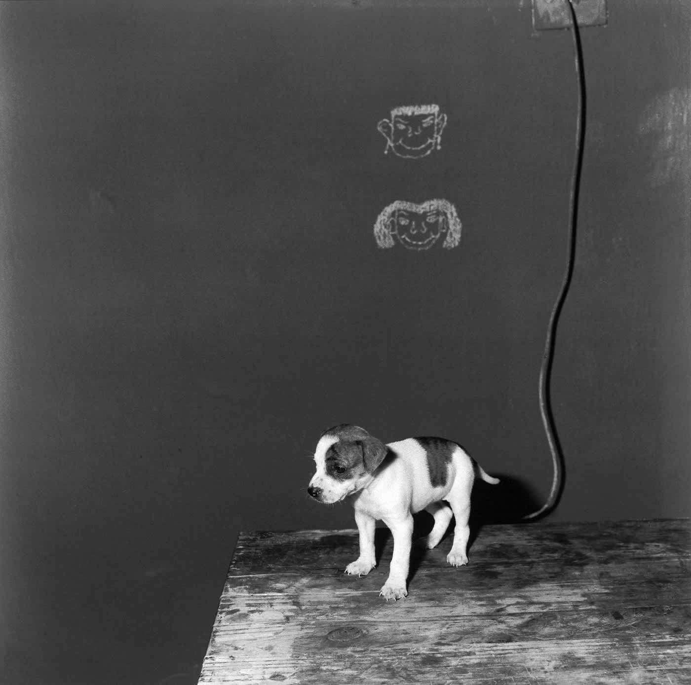 Puppy on Table