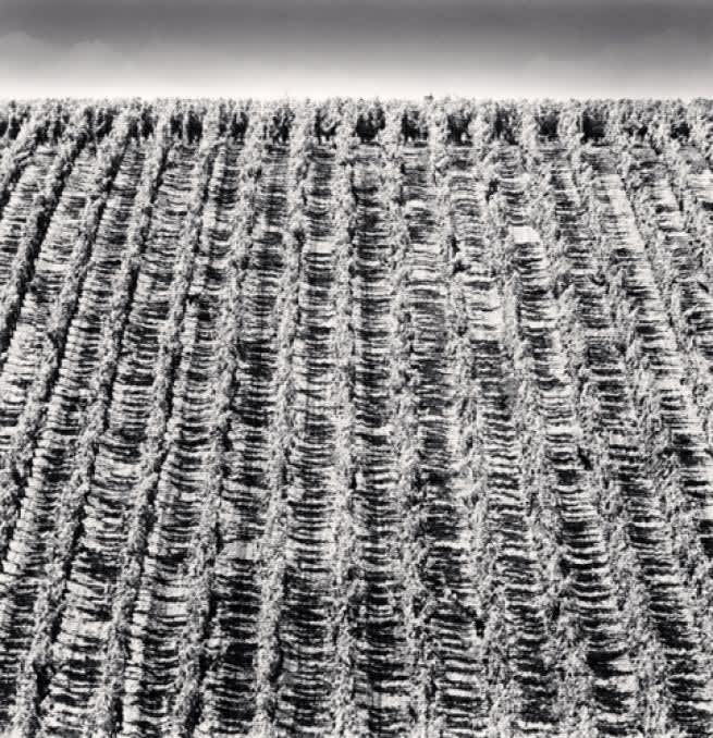 Michael Kenna, Chateau Lafite, Study 8, Bordeaux, France, 2012