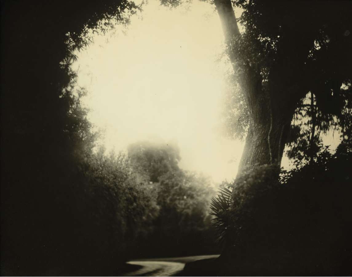 Sally Mann, Untitled, Deep South #20, 1998