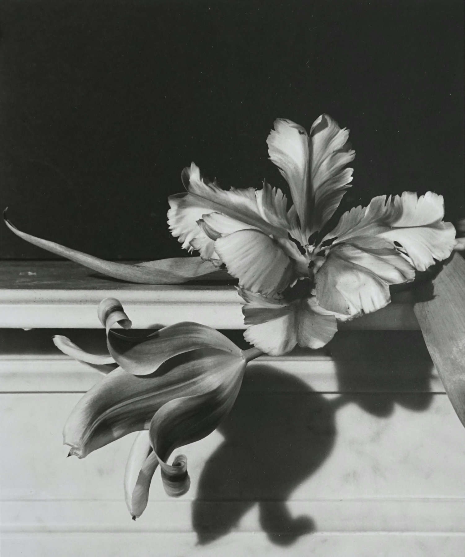 Tulips on Mantle, Oyster Bay, NY