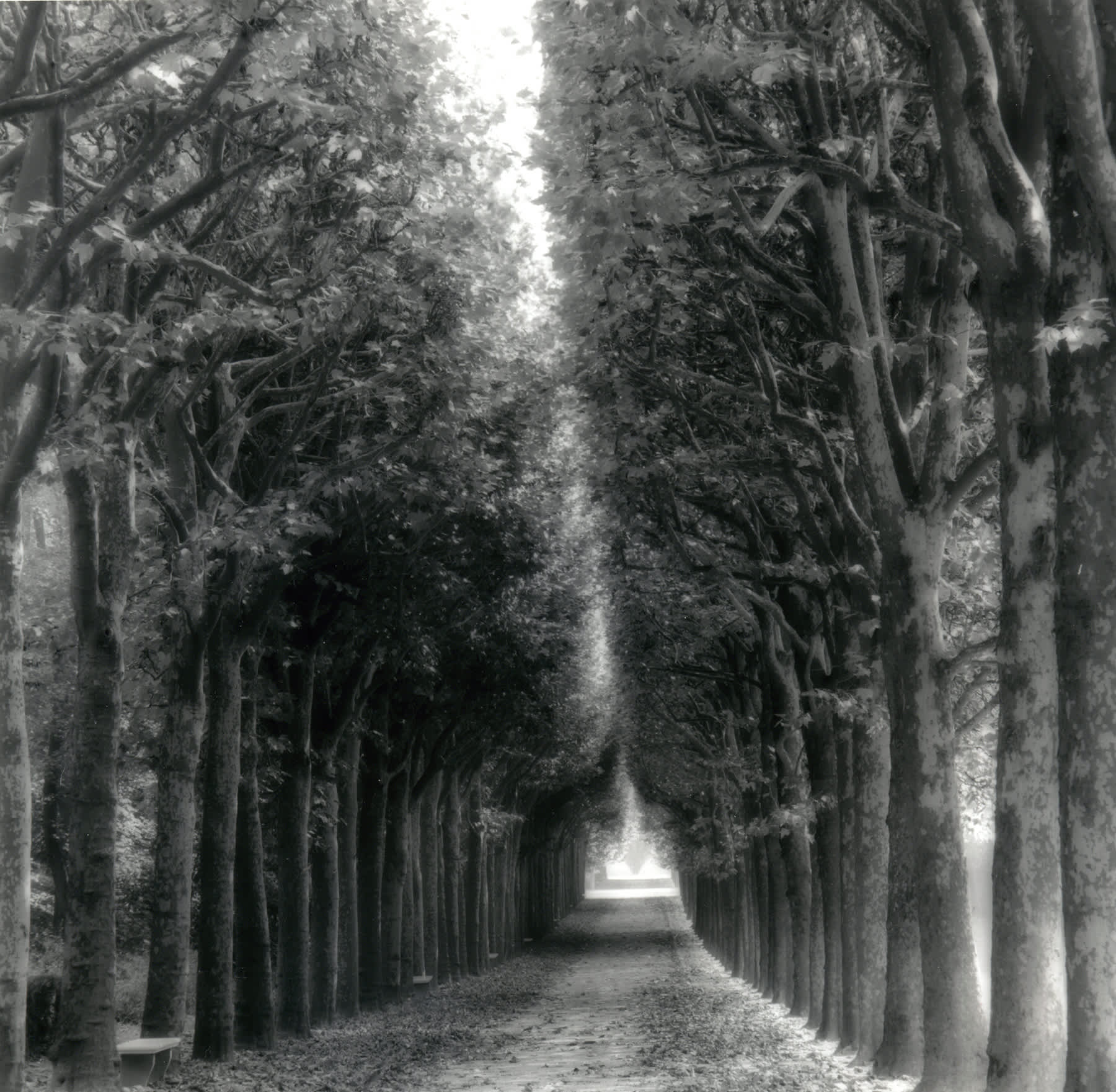 Lynn Geesaman Parc De Sceaux France 9 06 9 1 06 Artwork Jackson Fine Art Lynn Geesaman Parc De Sceaux France 9 06 9 1 06 Artwork Jackson Fine Art
