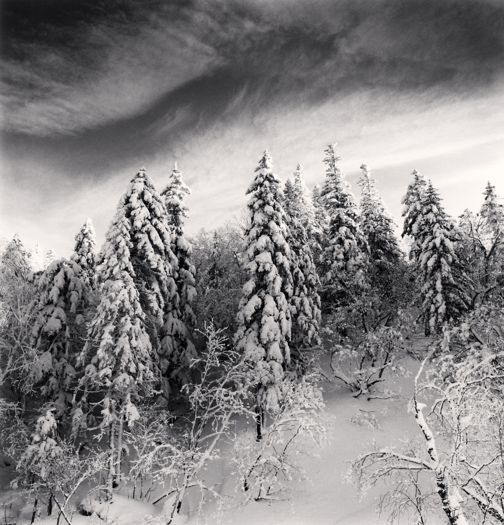 Snow Clad Trees, Heilongjiang, China