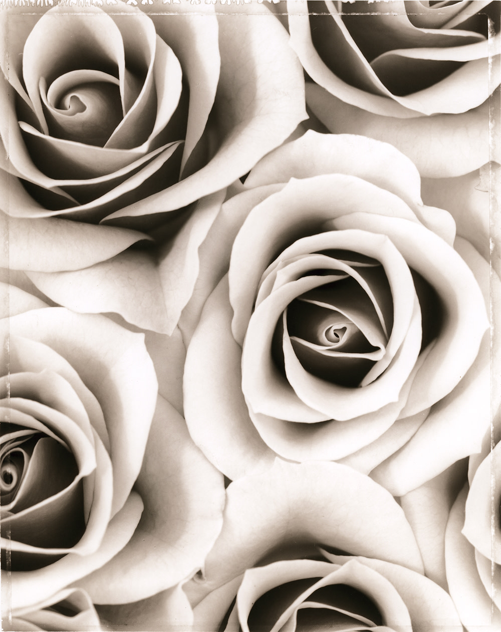 Rosa ‘Grace de Monaco’ (SL153X)