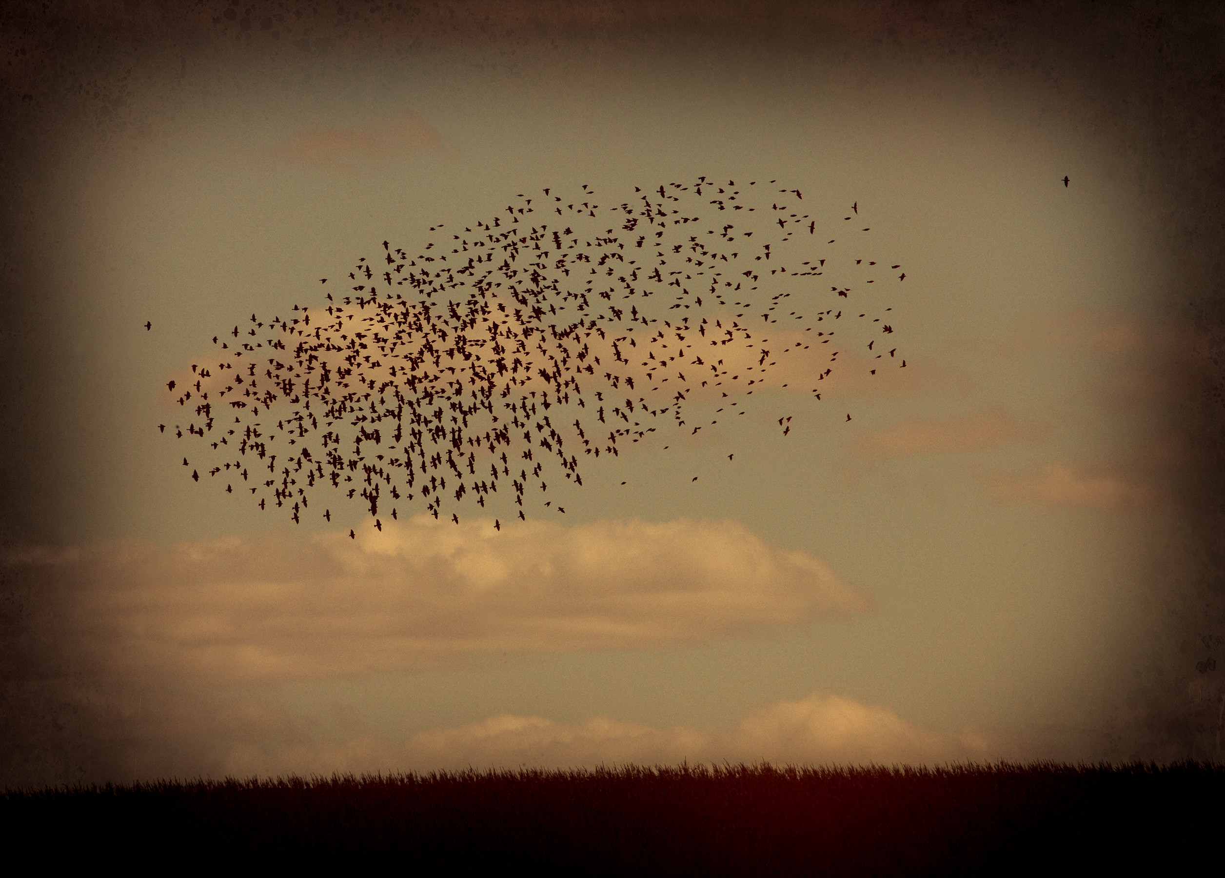 Birds, 22 Iowa