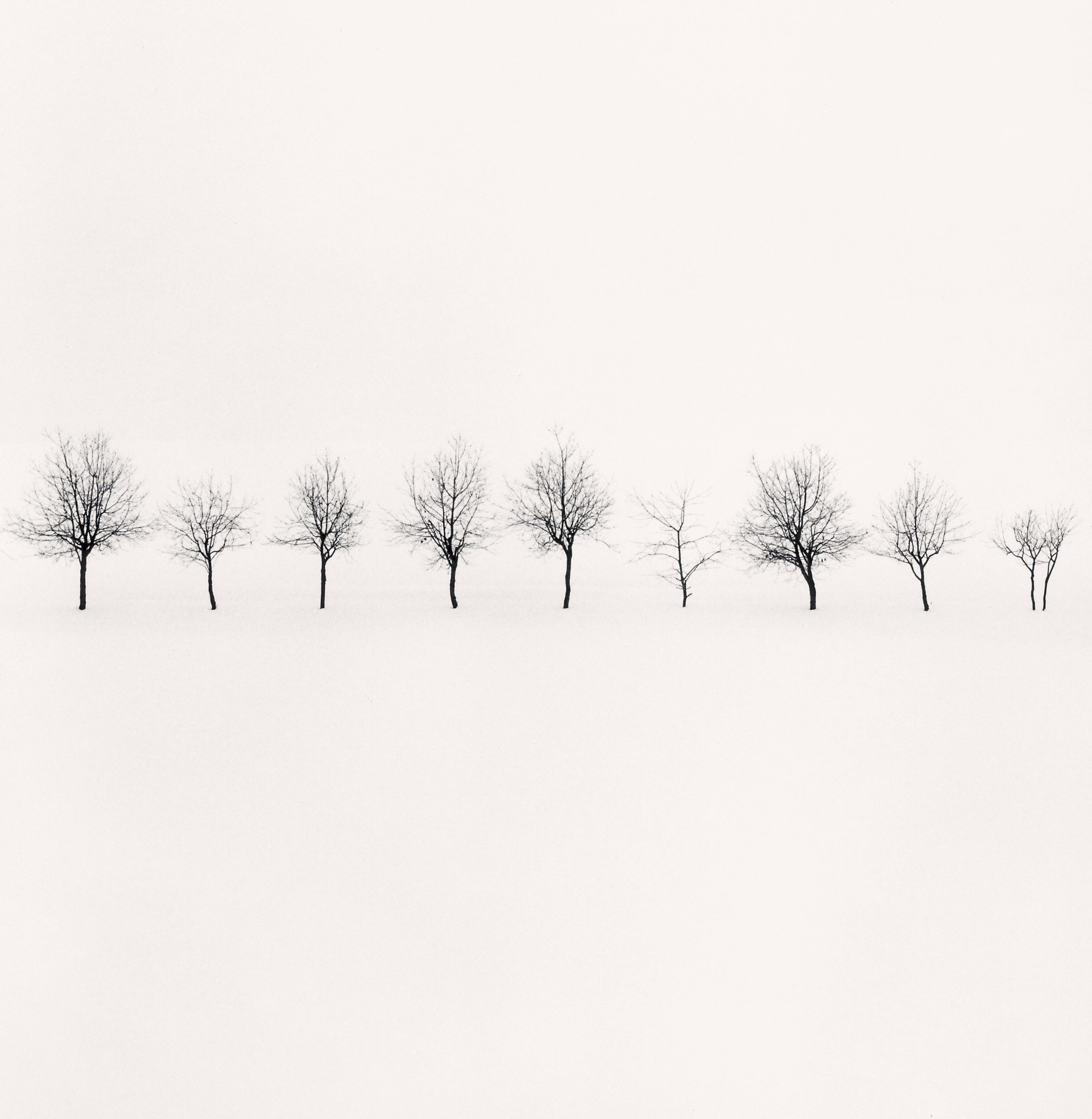 Nine Trees, Higashikawa, Hokkaido, Japan