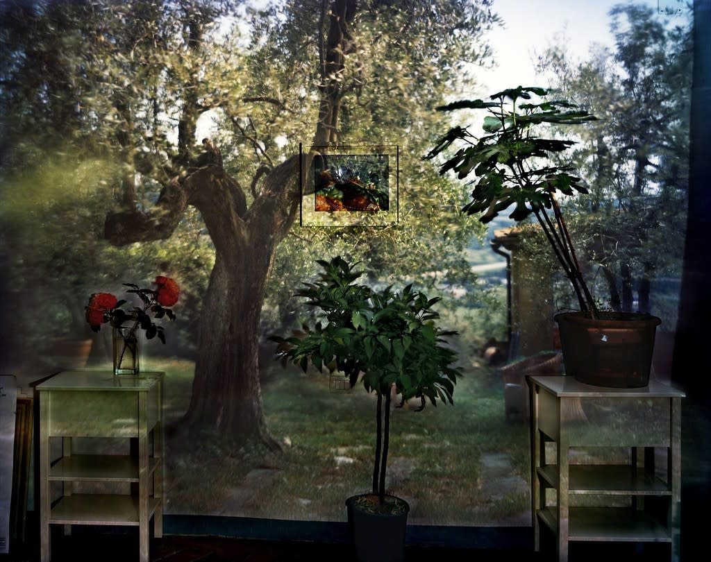 Camera Obscura: Garden with Olive Tree Inside Room with Plants, Italy