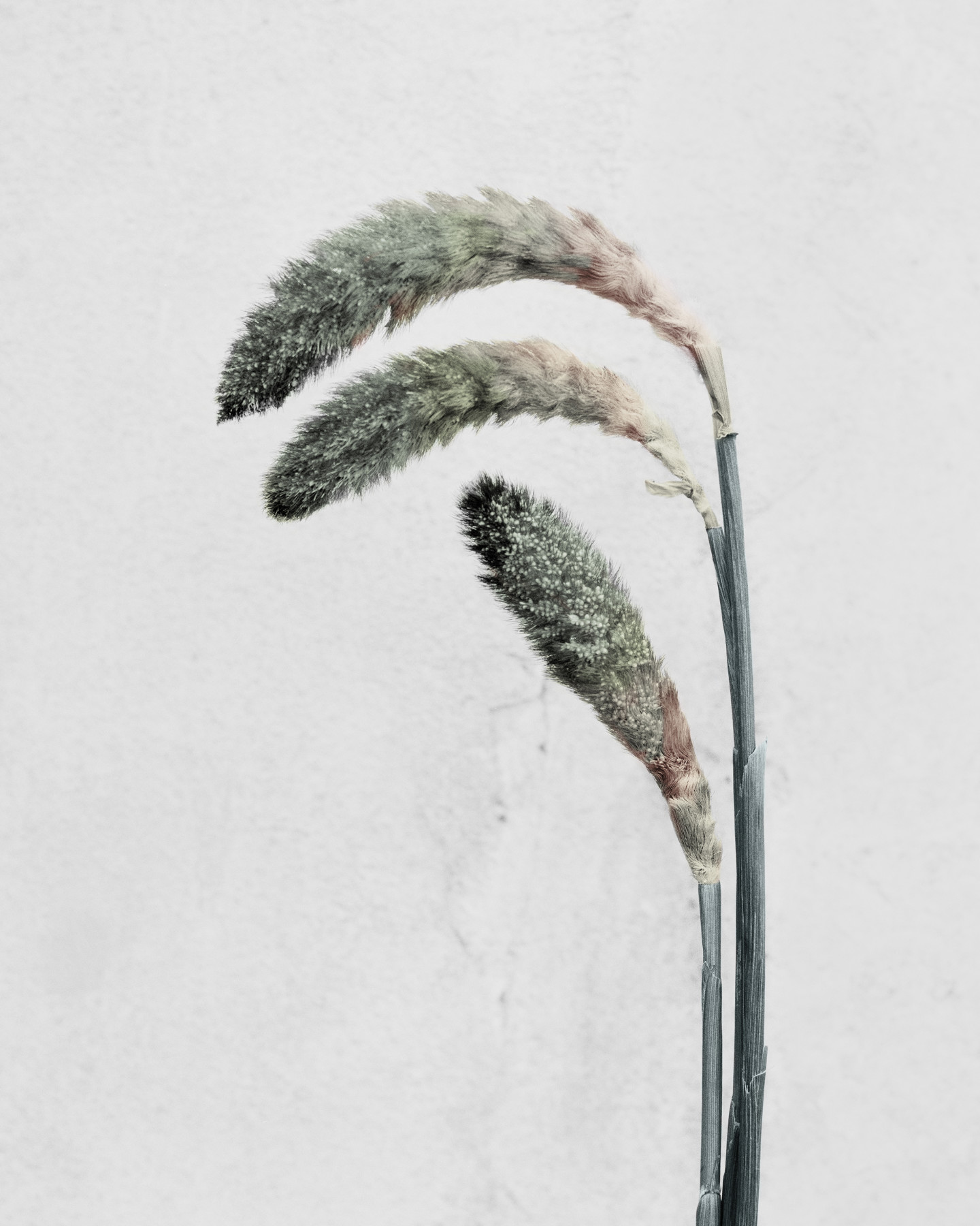 Botanica #22, Pennisetum
