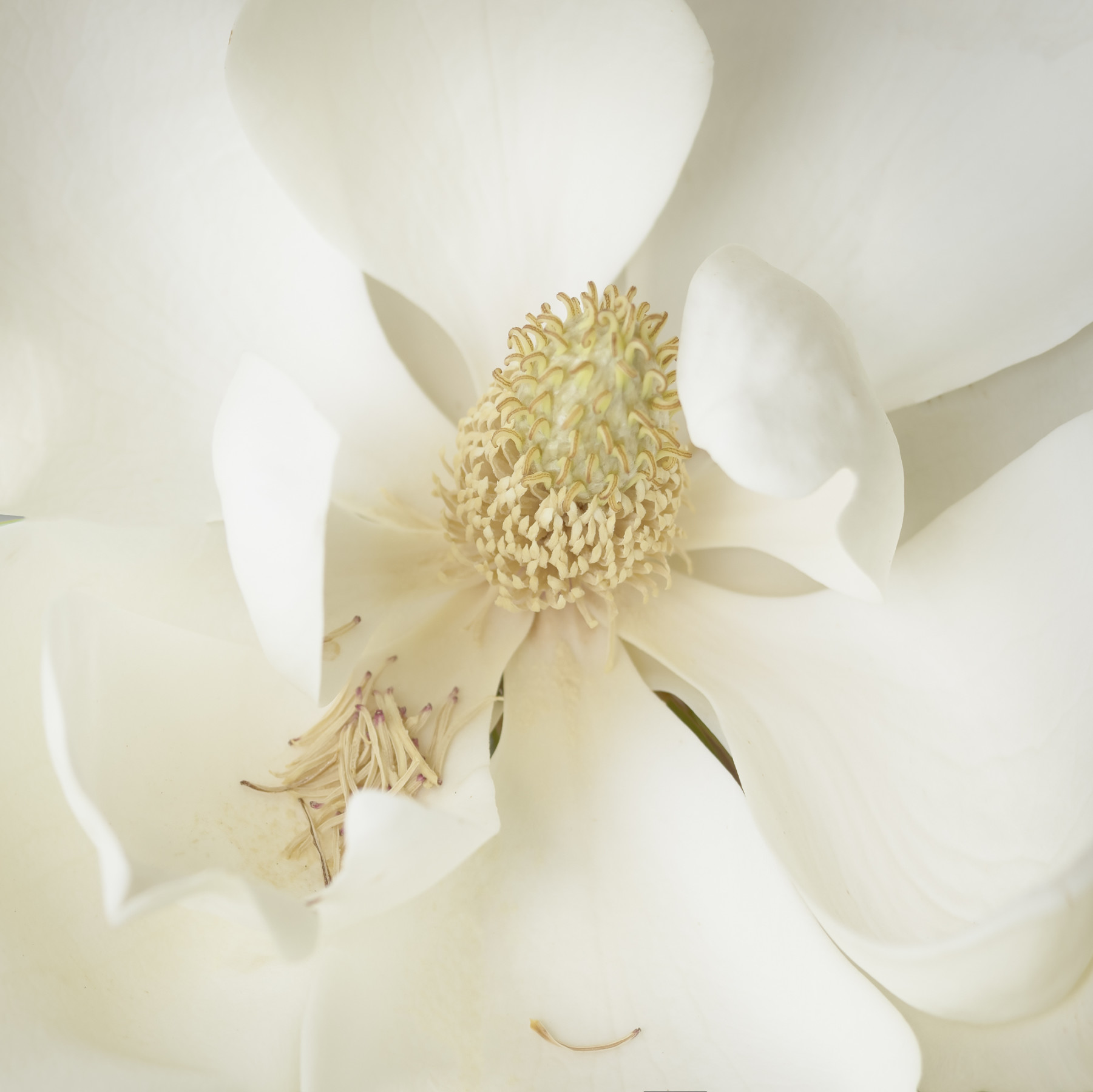 Magnolia 101