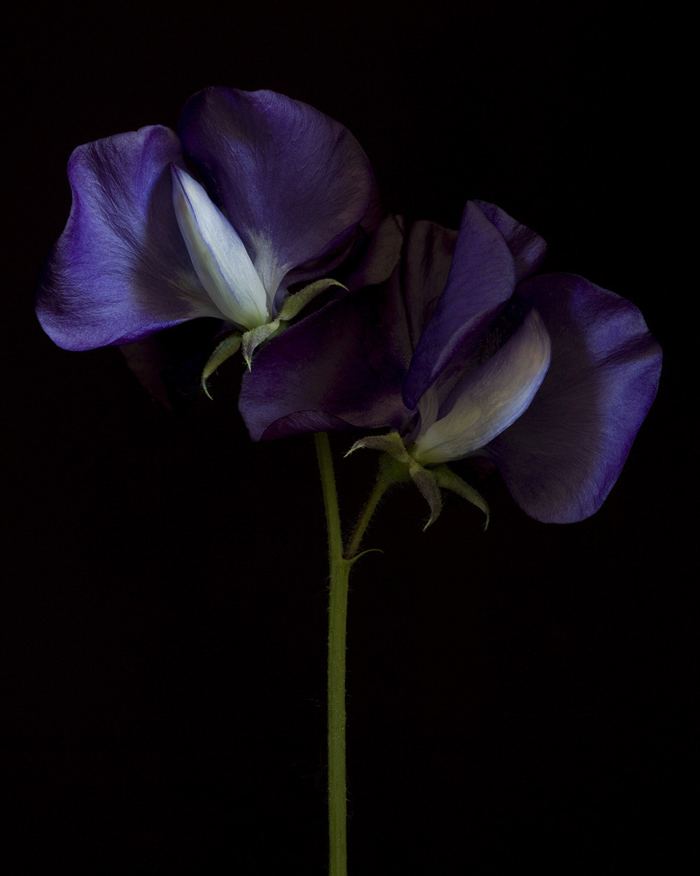 Lathyrus o. ‘Royal Blue’ (RSL031)