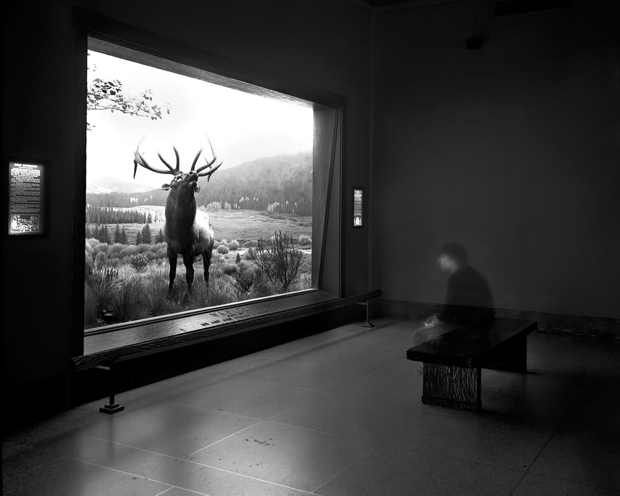 Matthew Pillsbury, Self Portrait Contemplating Wapiti, Museum of Natural History, NYC, 2004