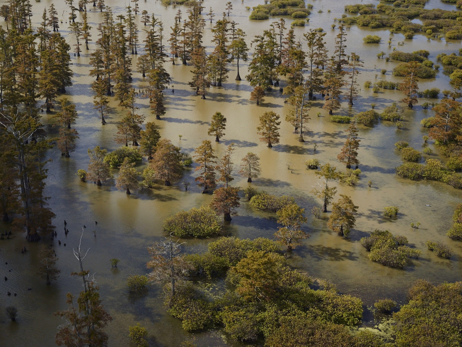 Andrew Moore, Beaver Dam Lake I, Tunica, Mississippi, 2014