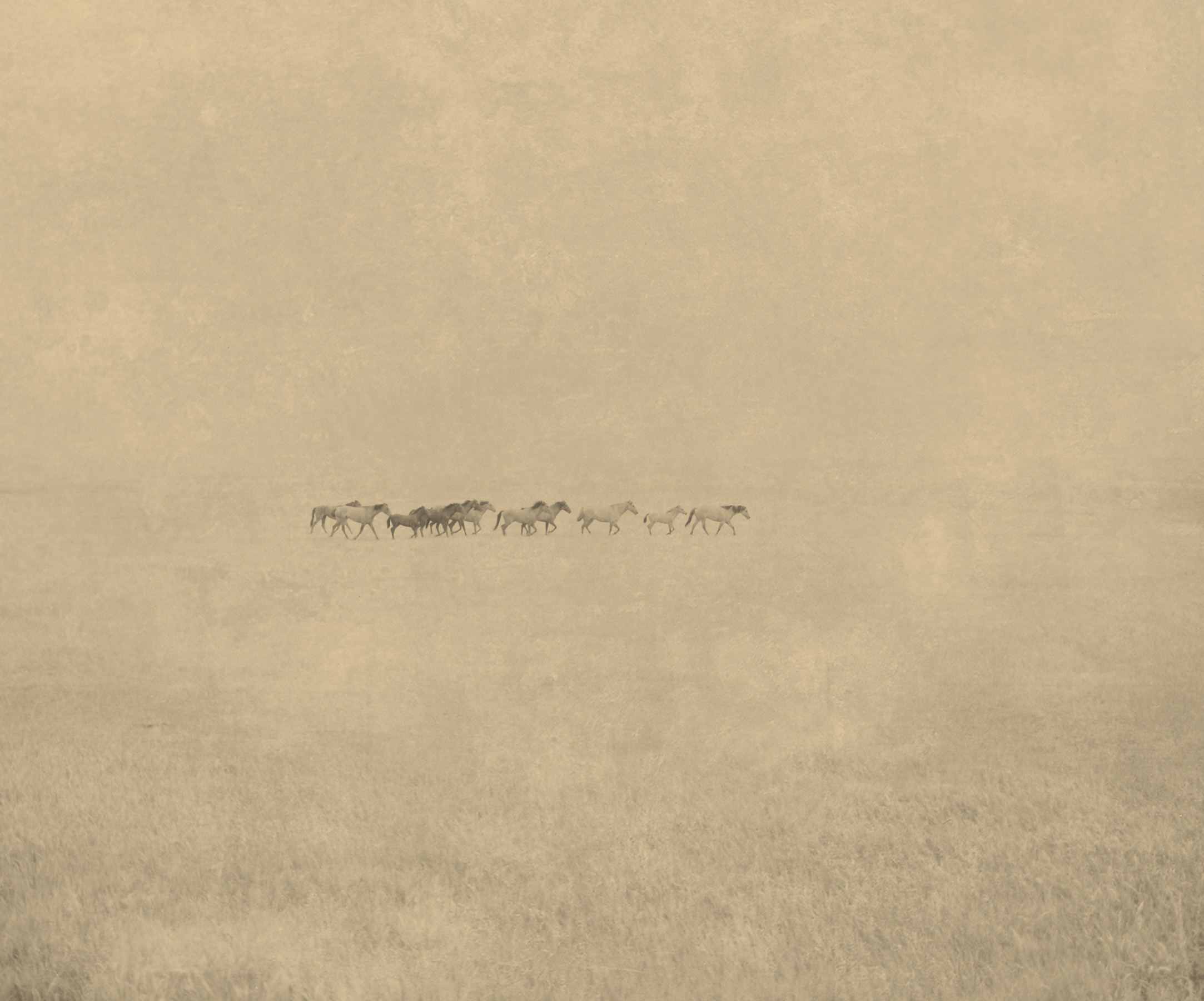 Horses 15