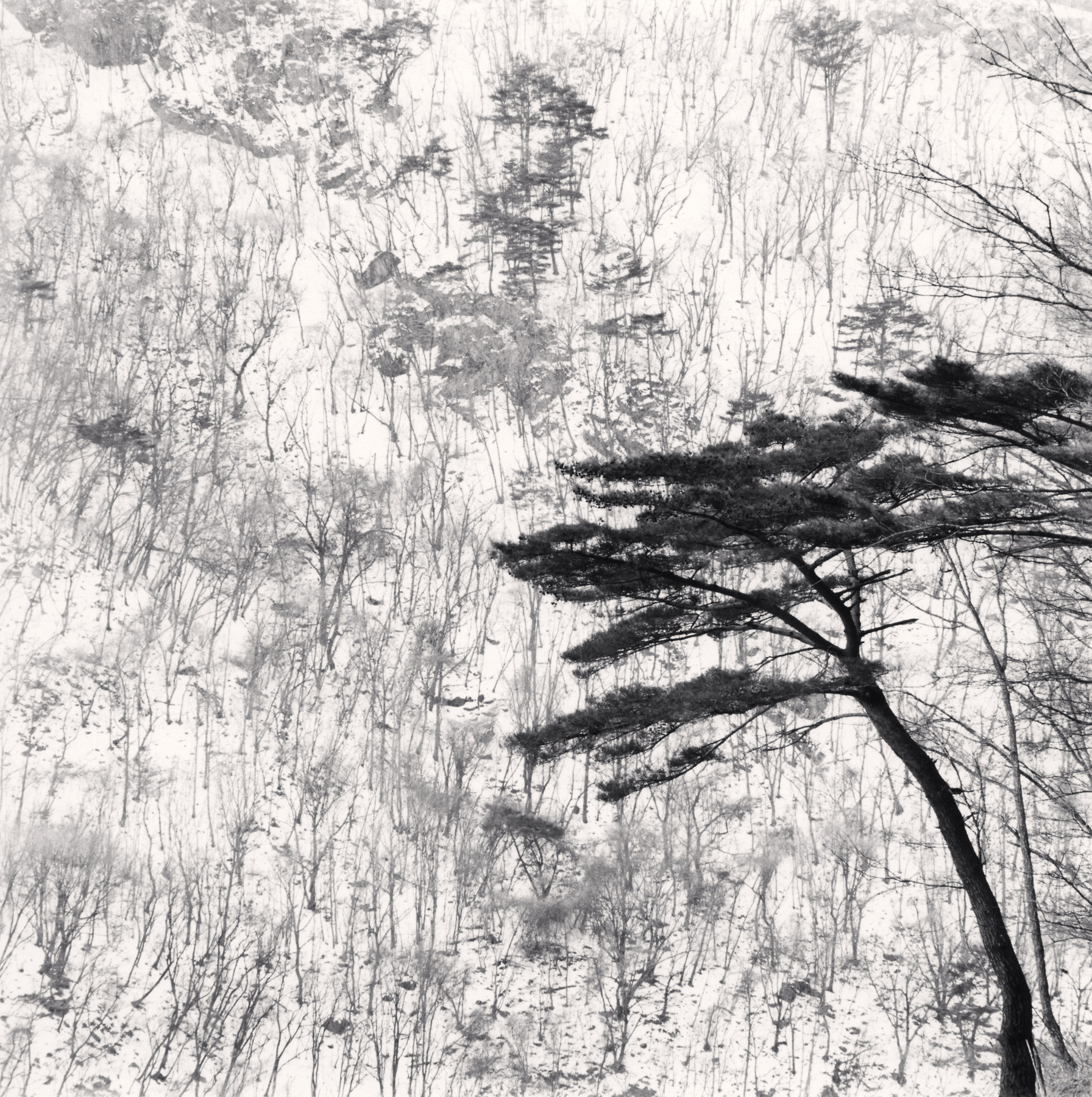 Mountain Walk, Pyeongchang, South Korea