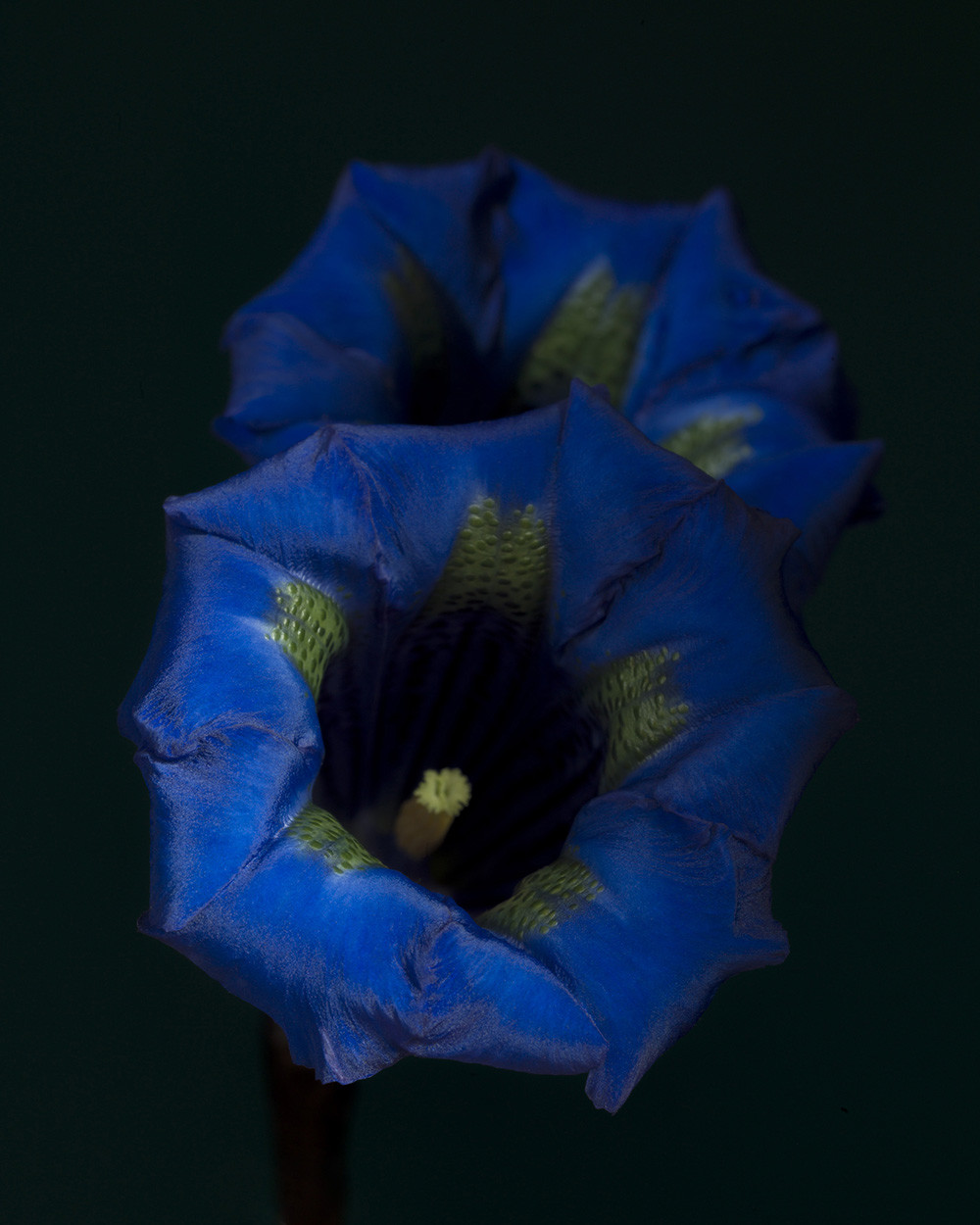 Gentiana acaulis-h. ‘Maxima’ (RSL027)