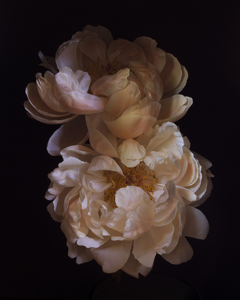 Paeonia ‘Coral Charm’ (RSL072)