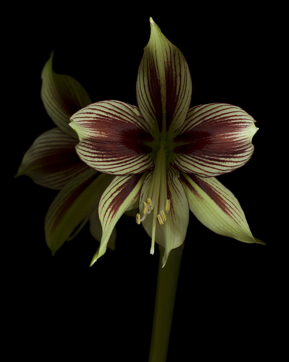 Hippeastrum ‘Papilio’ (RSL059)
