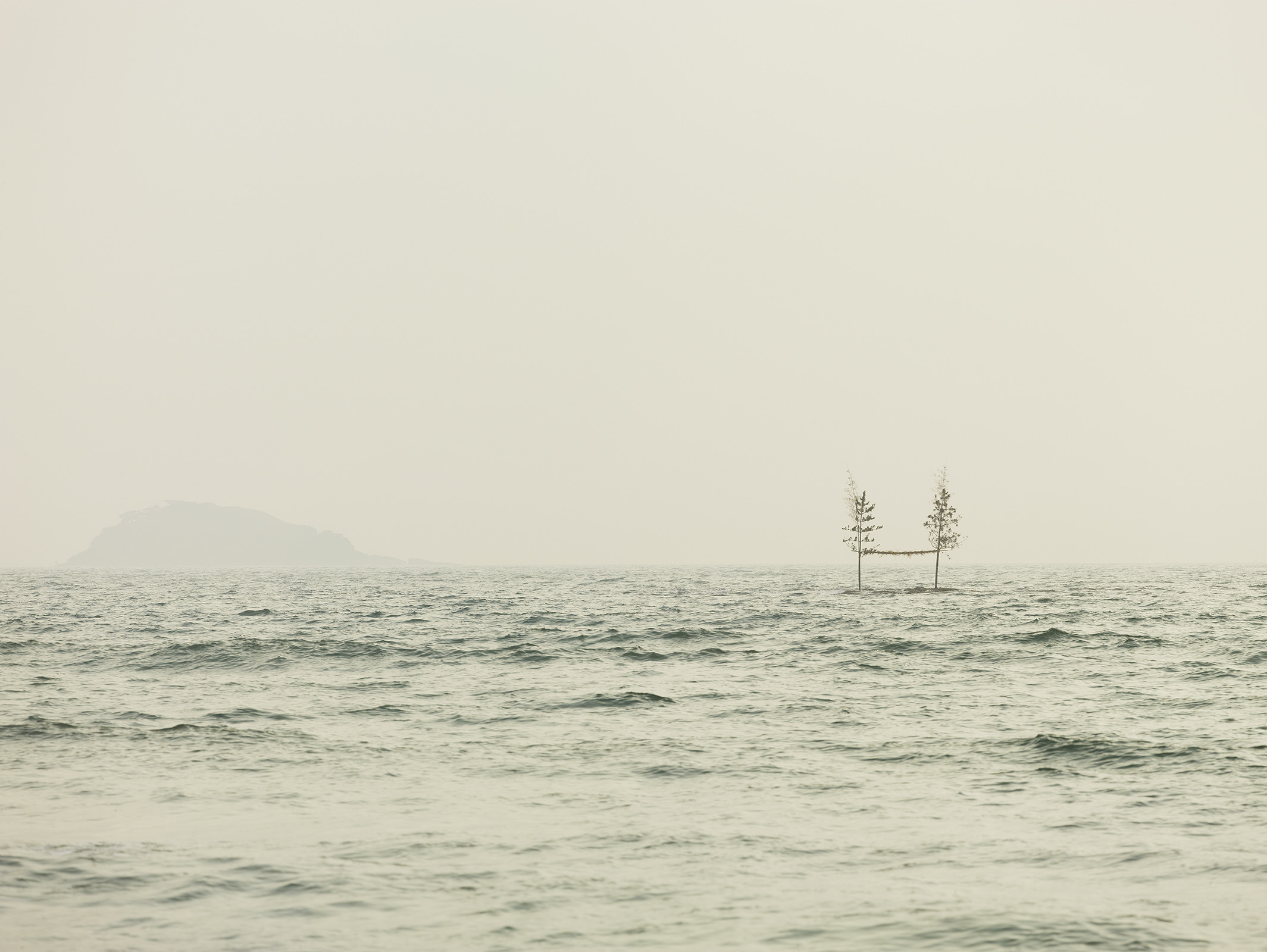 Connected Trees, Japan